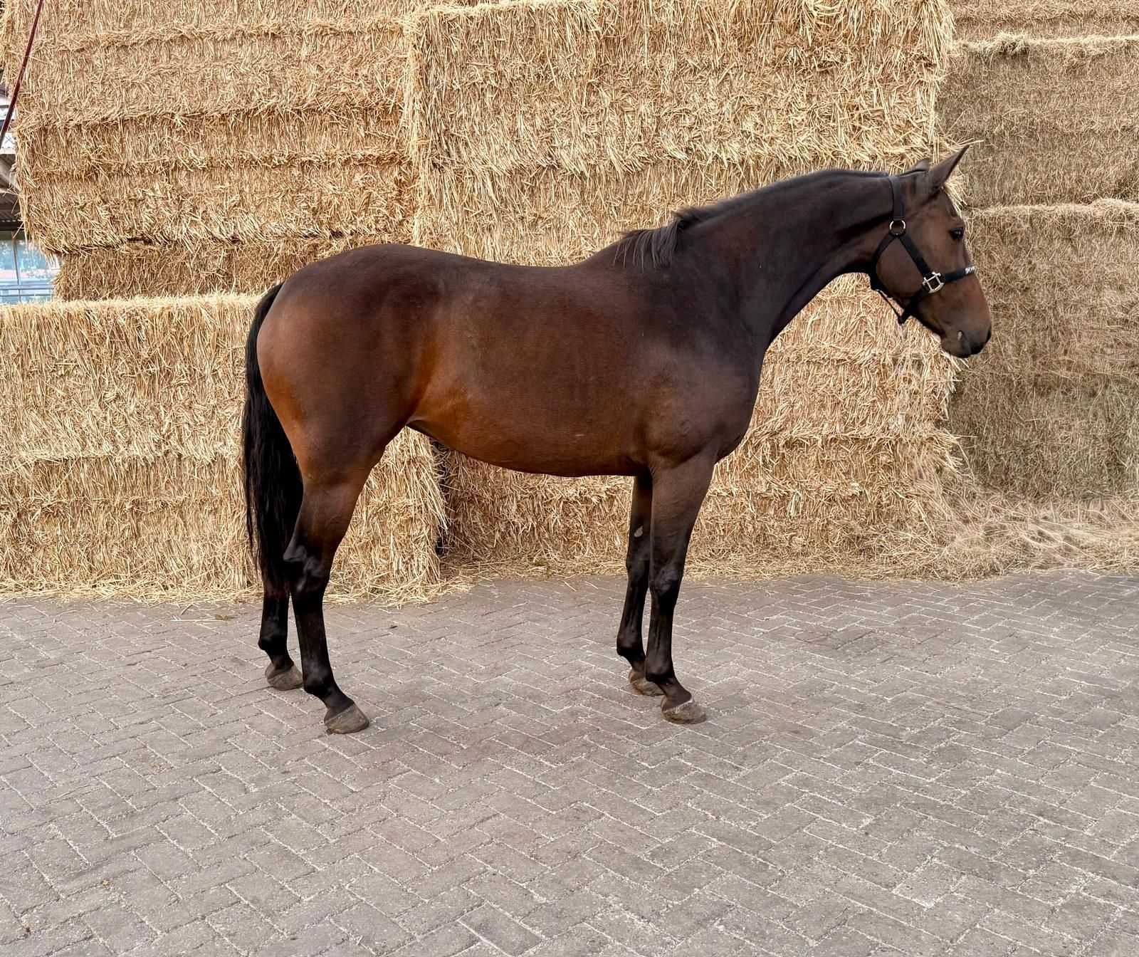 zangersheide springpaard merrie 3 Jahre alt bruin zu verkaufen - Foto 3