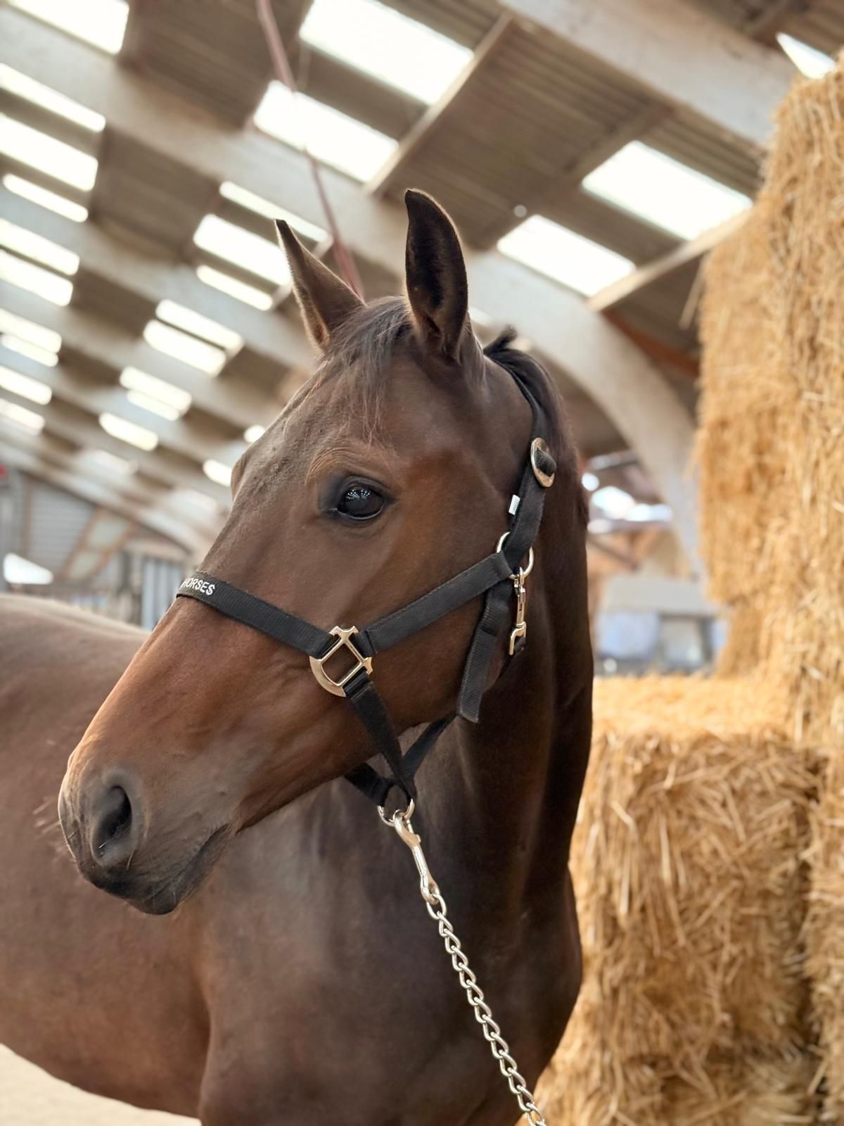 zangersheide springpaard merrie 3 Jahre alt bruin zu verkaufen - Foto 4