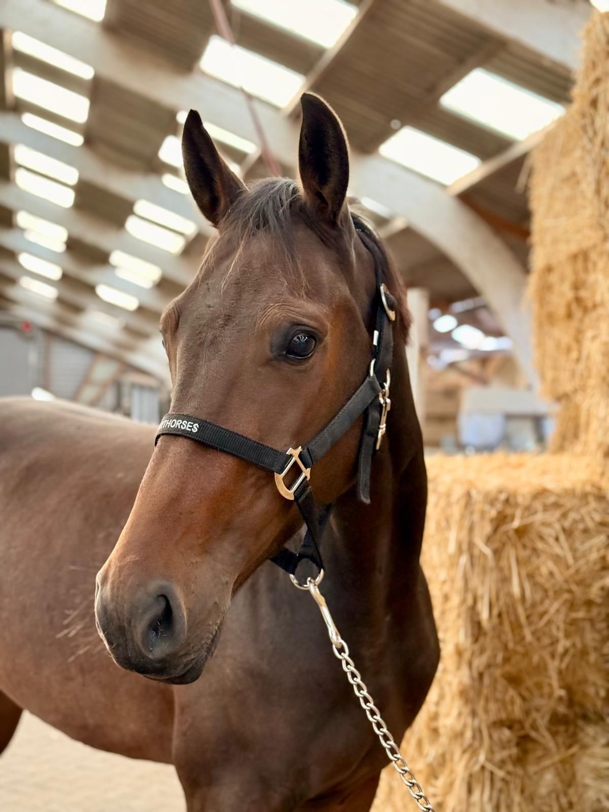 zangersheide springpaard merrie 3 Jahre alt bruin zu verkaufen - Foto 2