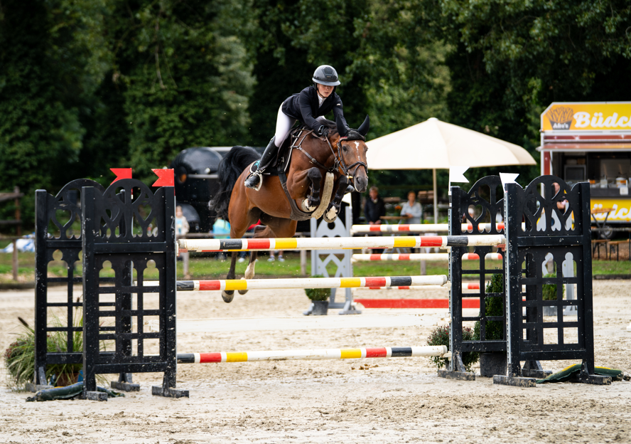 oldenburg springpaard merrie 7 Jahre alt bruin zu verkaufen - Foto 2