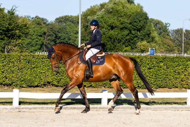 kwpn paard ruin 7 Jahre alt bruin zu verkaufen - Foto 3