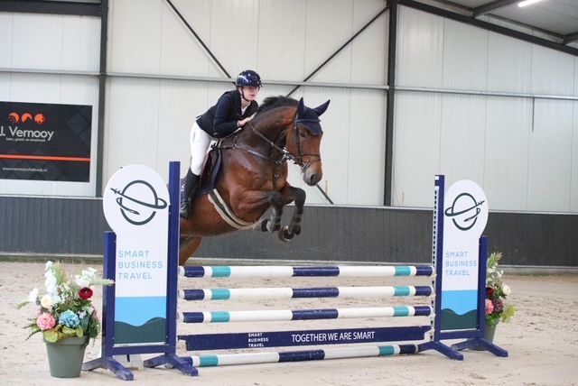kwpn paard ruin 7 Jahre alt bruin zu verkaufen - Foto 2