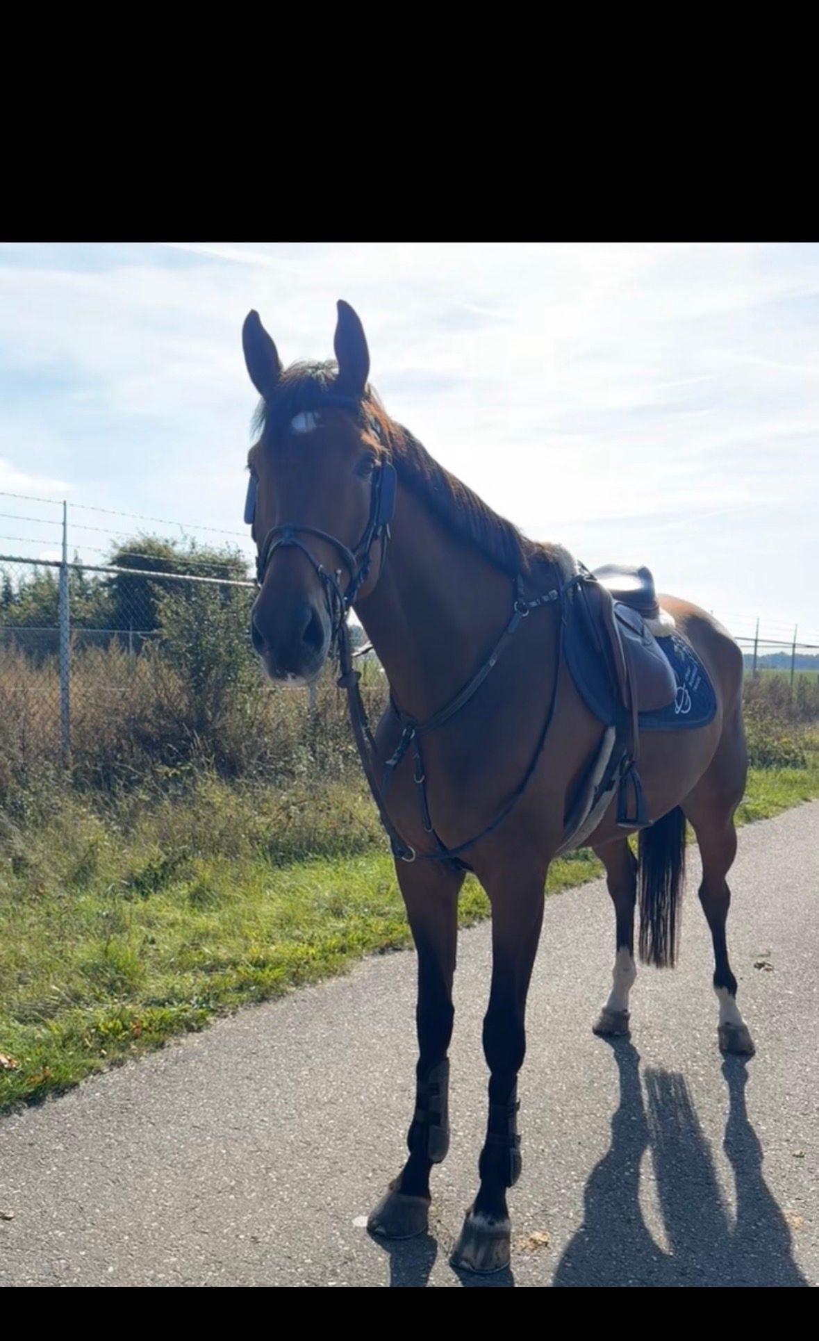 kwpn paard ruin 7 Jahre alt bruin zu verkaufen - Foto 4
