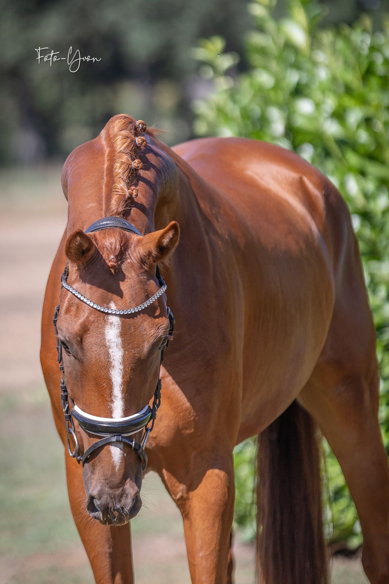 kwpn dressuurpaard ruin 3 Jahre alt vos zu verkaufen - Foto 3