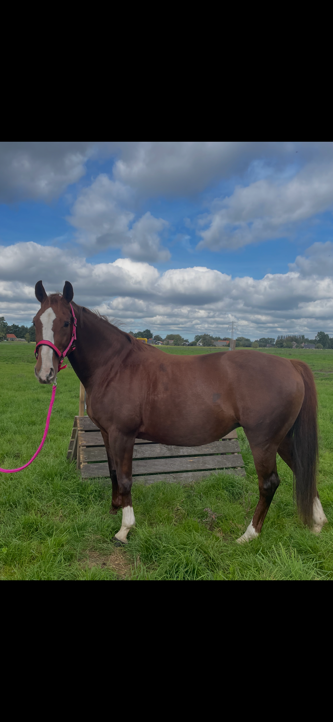 Lieve kwpn spring merrie te koop 