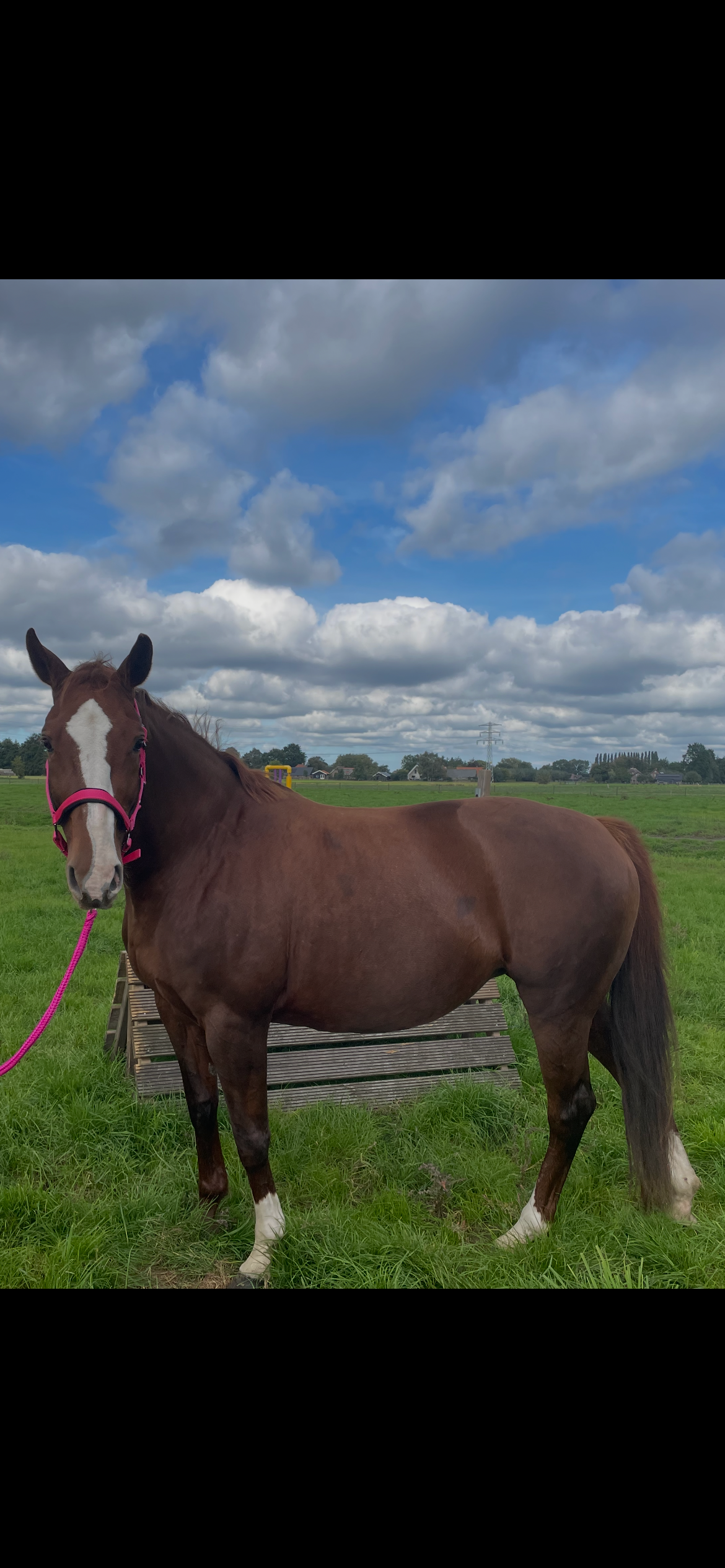 kwpn springpaard merrie 15 jaar vos te koop - Foto 6