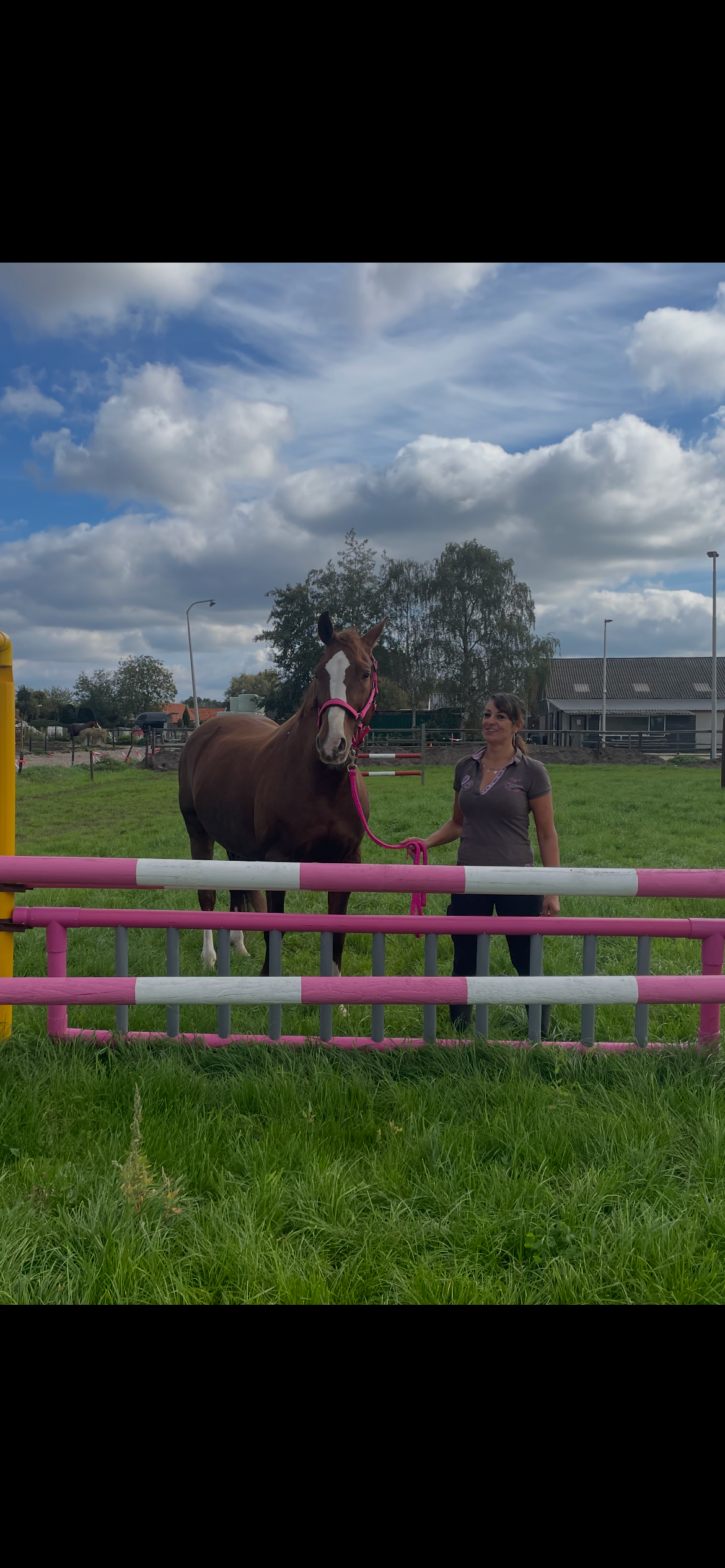 kwpn springpaard merrie 15 jaar vos te koop - Foto 4