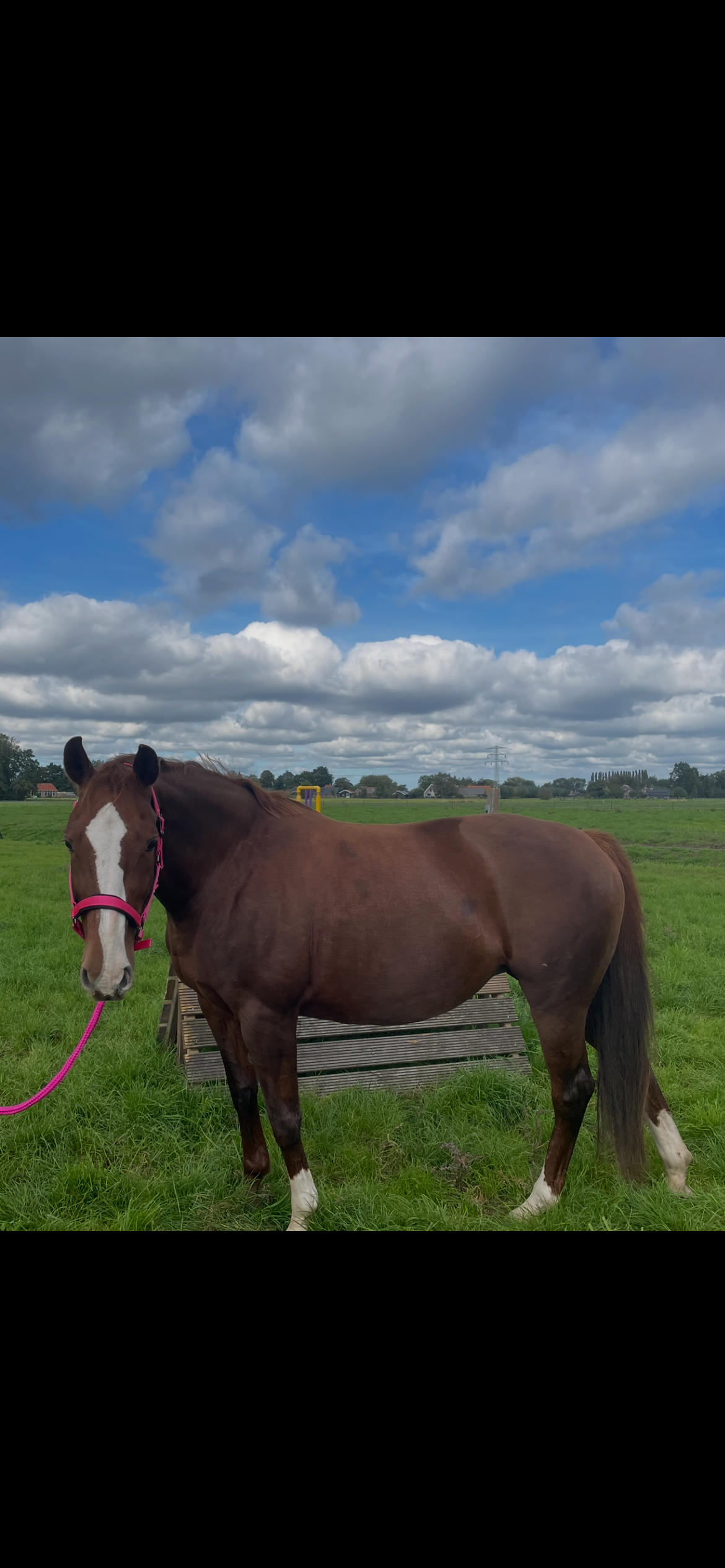 kwpn springpaard merrie 15 jaar vos te koop - Foto 2