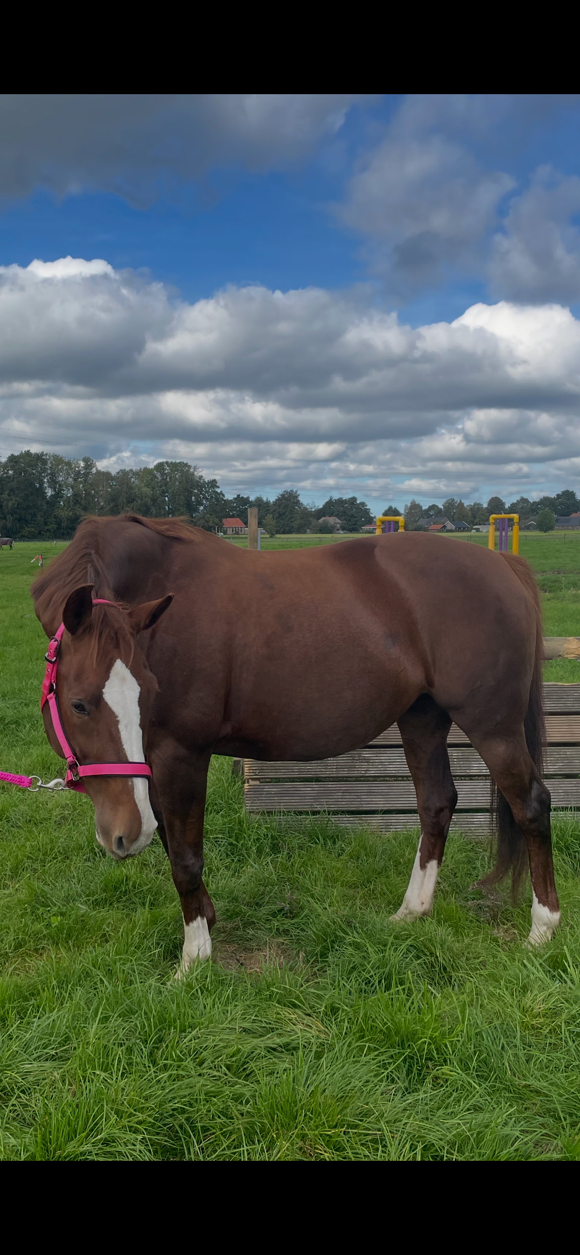kwpn springpaard merrie 15 jaar vos te koop - Foto 3