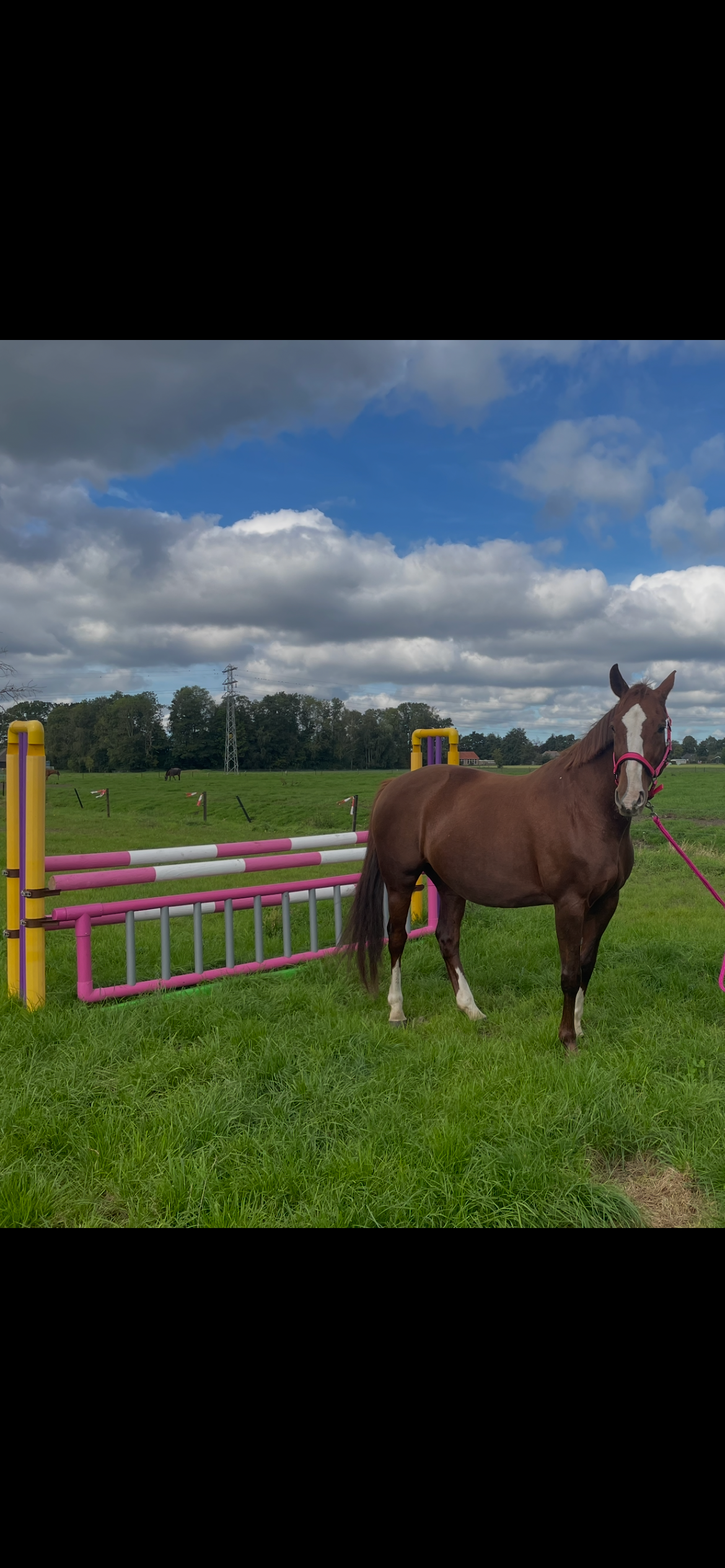 kwpn springpaard merrie 15 jaar vos te koop - Foto 5
