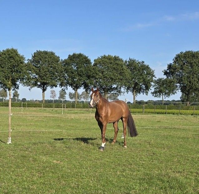 4-jähriges Springpferd