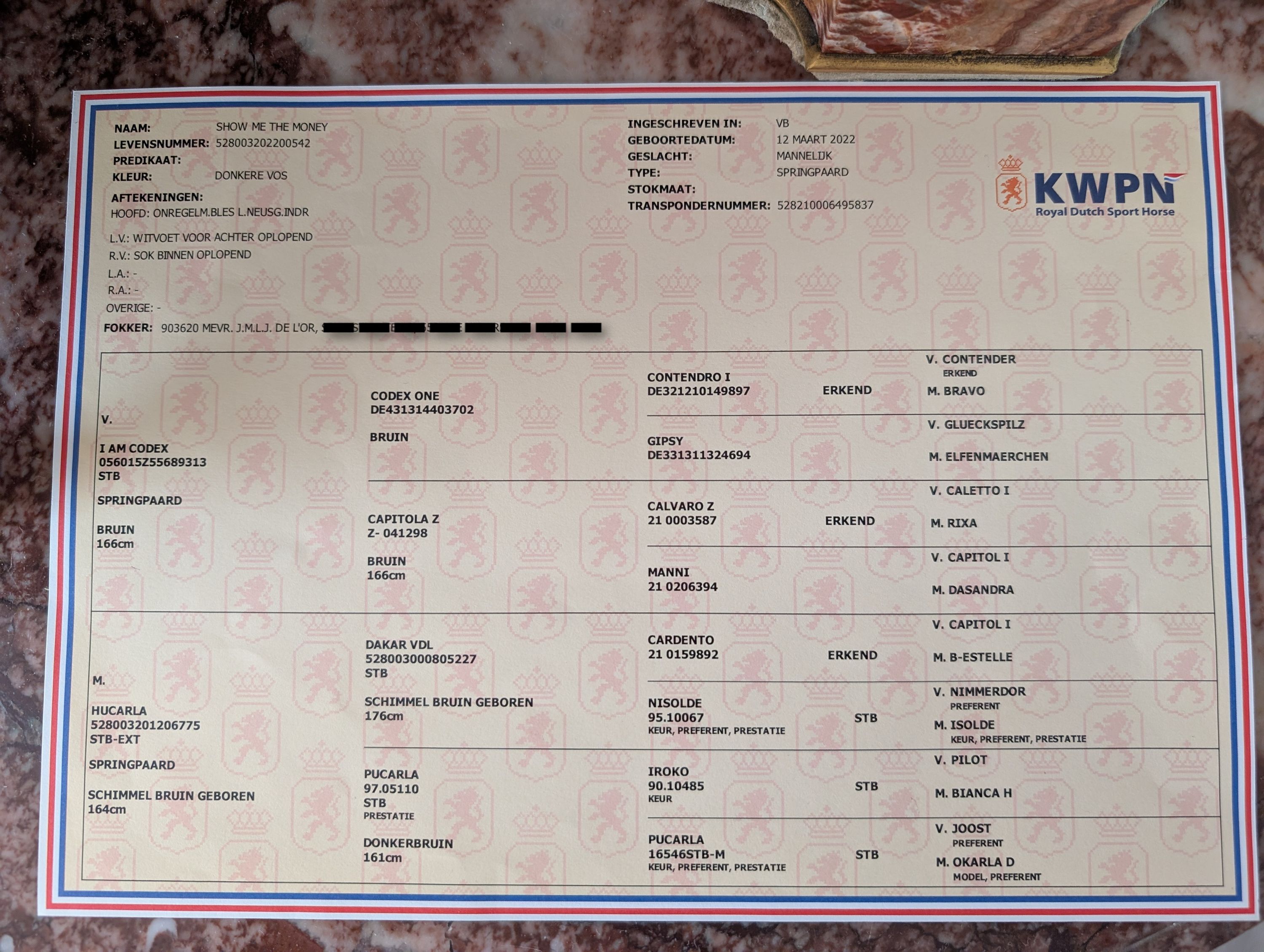 kwpn springpaard ruin 4 Jahre alt vos zu verkaufen - Foto 2