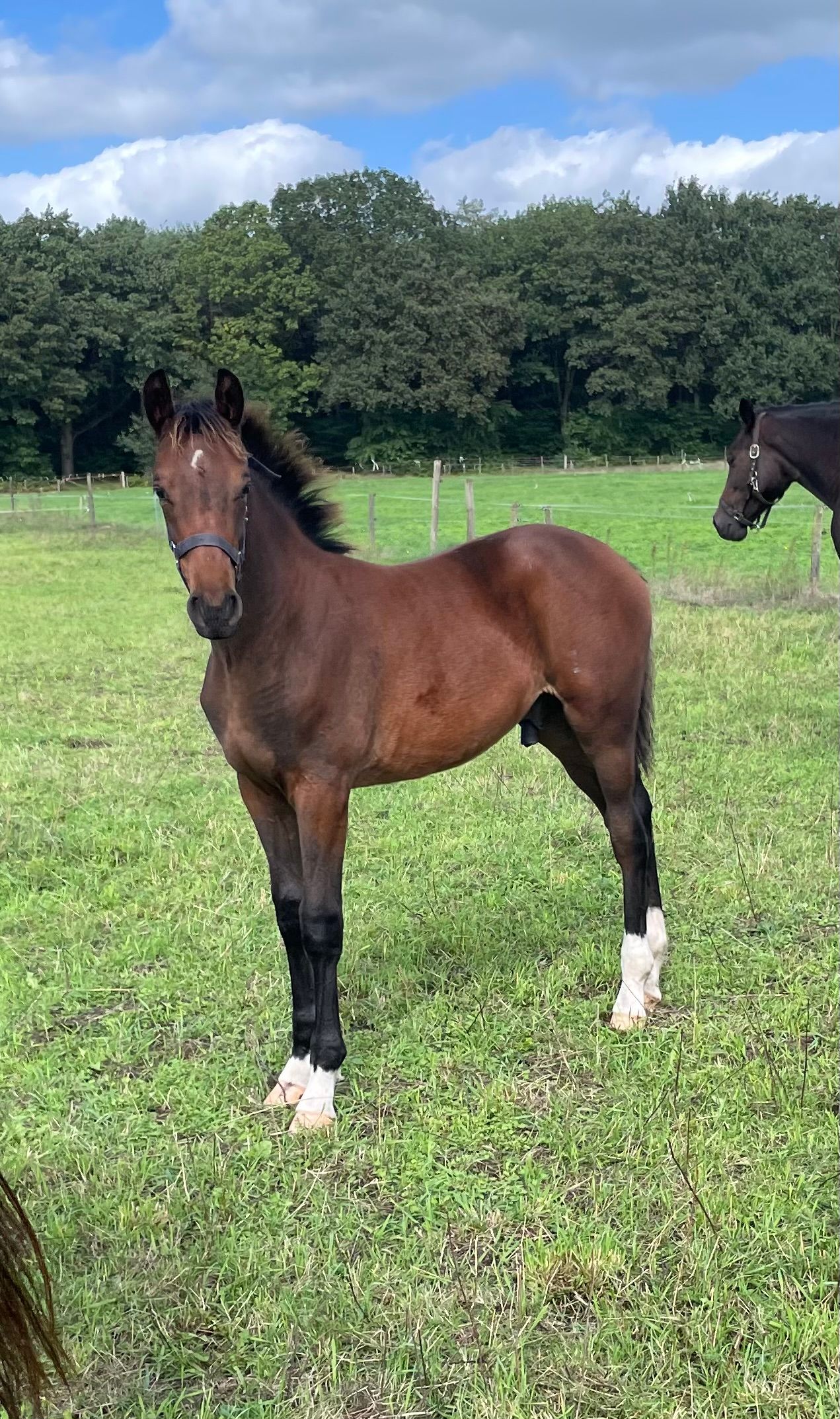Schickes Springfohlen von CHACCO DDH x Le KANNAN x CONCORDE