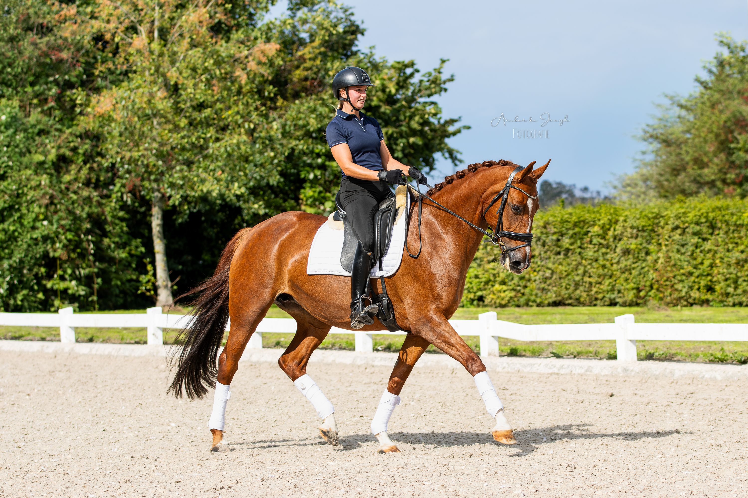 kwpn dressuurpaard merrie 9 jaar vos te koop - Foto 3