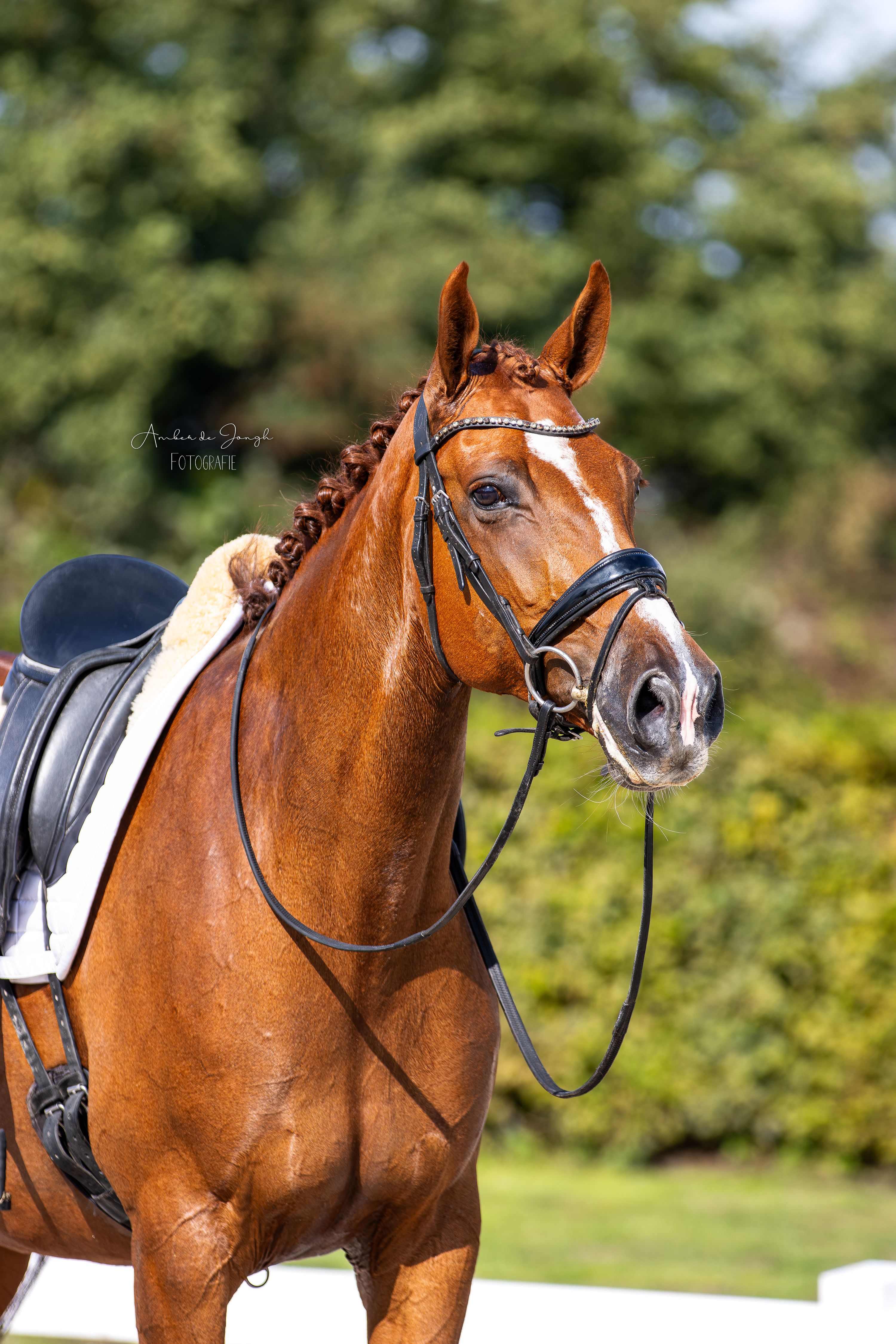 kwpn dressuurpaard merrie 9 jaar vos te koop - Foto 2
