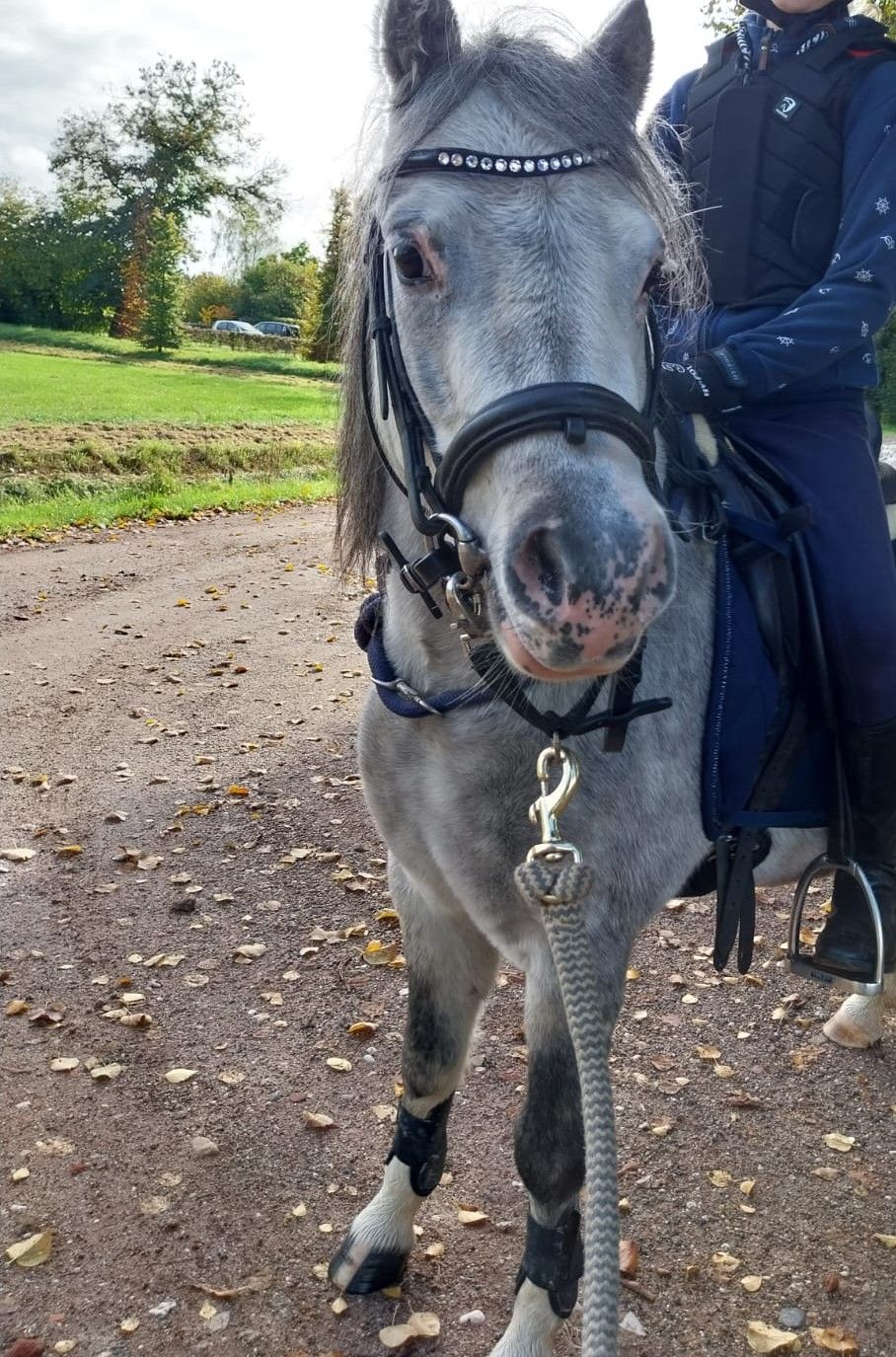 ander recreatie-pony merrie 6 år schimmel till salu - Foto 2
