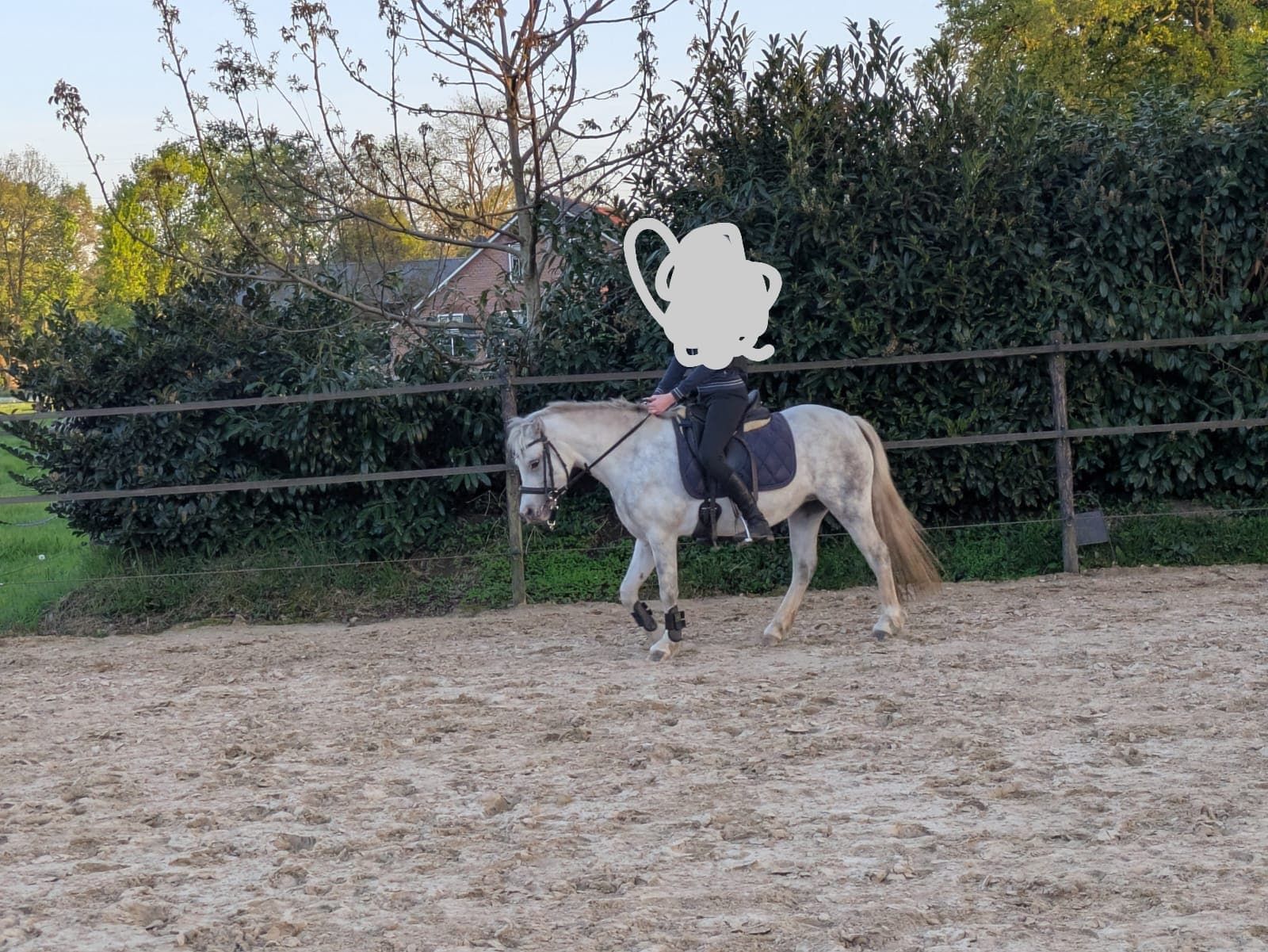ander recreatie-pony merrie 6 år schimmel till salu - Foto 3