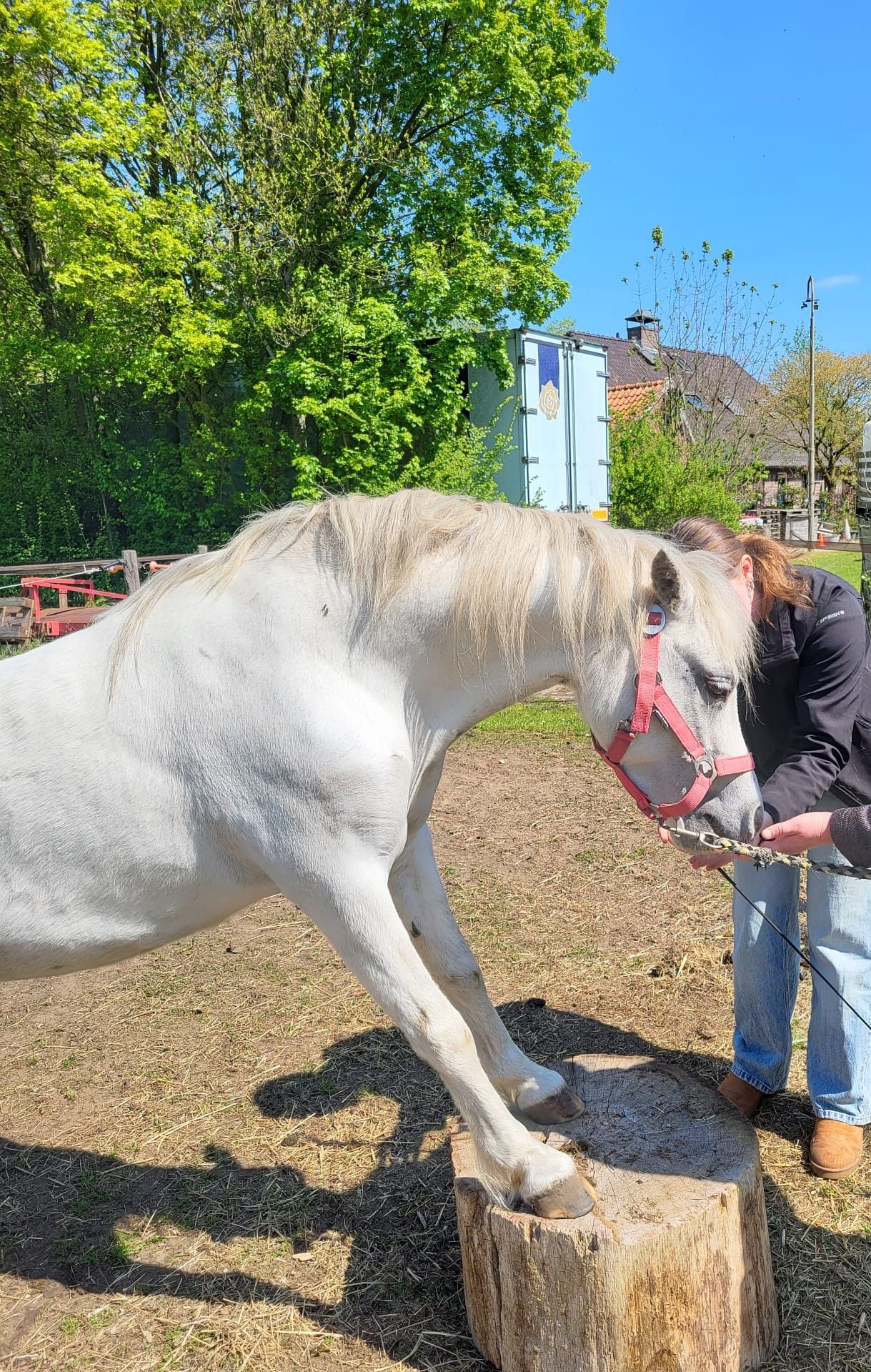 ander recreatie-pony merrie 6 år schimmel till salu - Foto 4