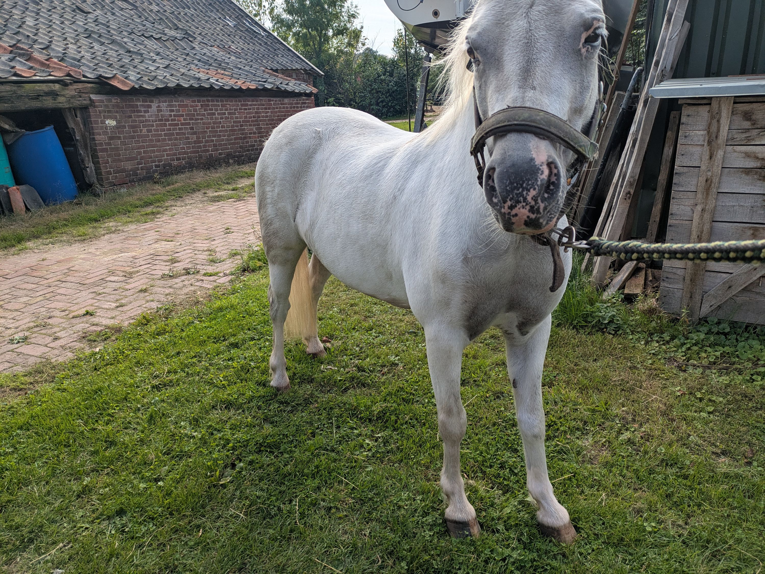 ander recreatie-pony merrie 6 år schimmel till salu - Foto 5