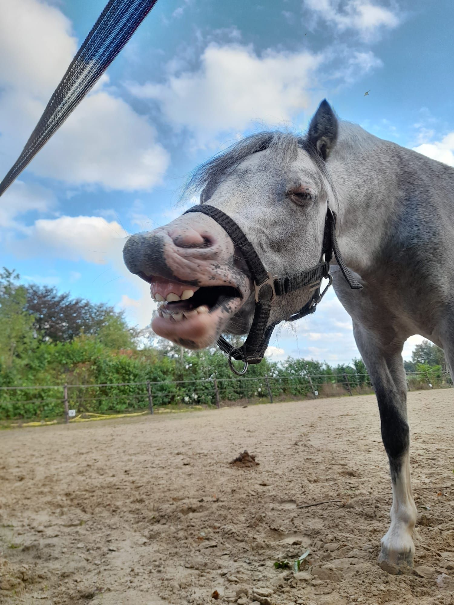 ander recreatie-pony merrie 6 år schimmel till salu - Foto 6