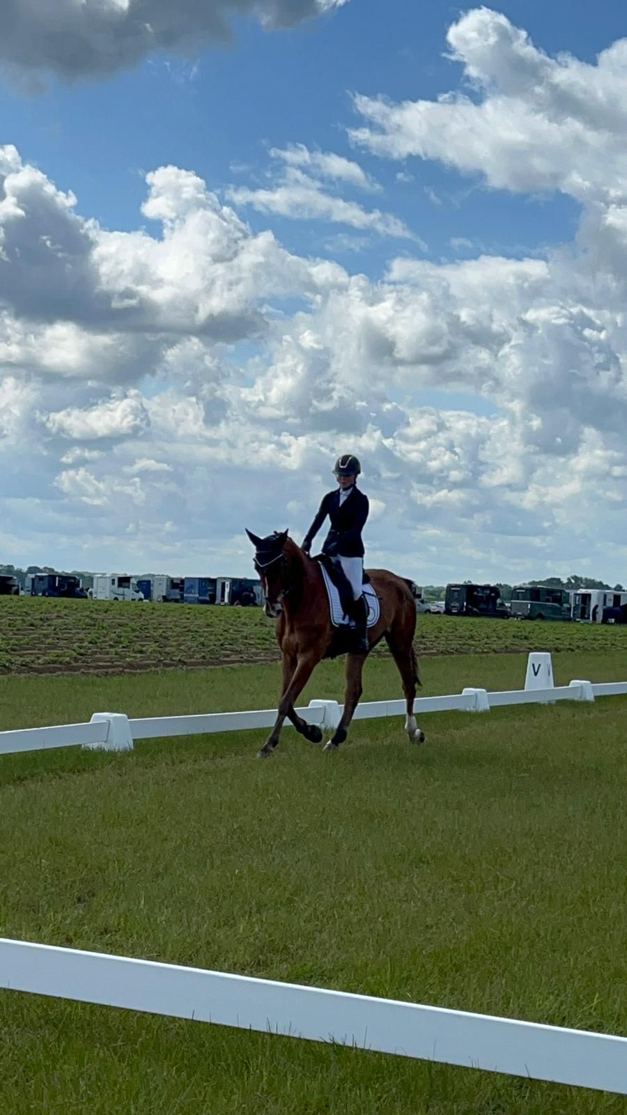 bwp eventingpaard ruin 6 jaar bruin te koop - Foto 2