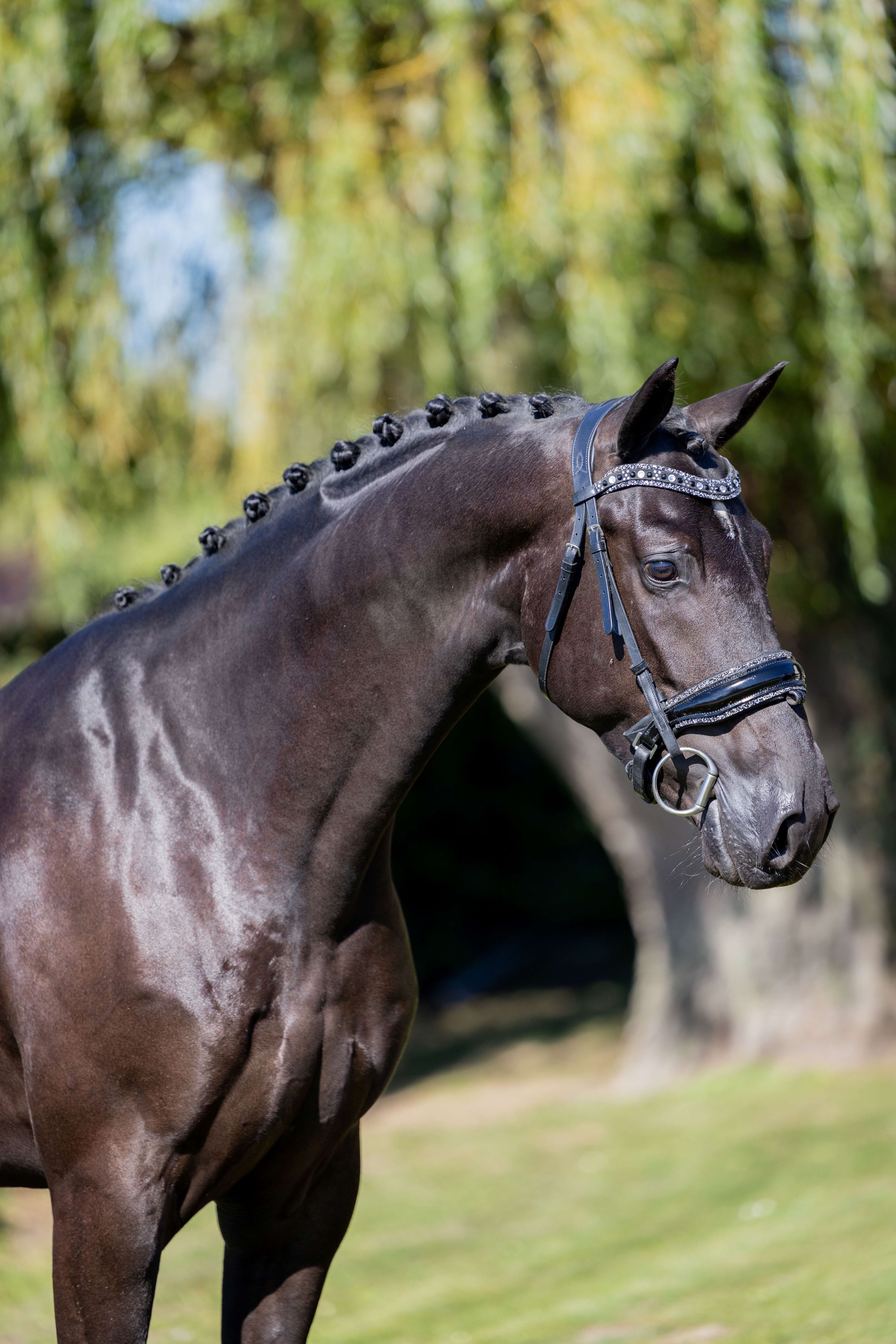 Knappe 3 jarige KWPN ruin!
