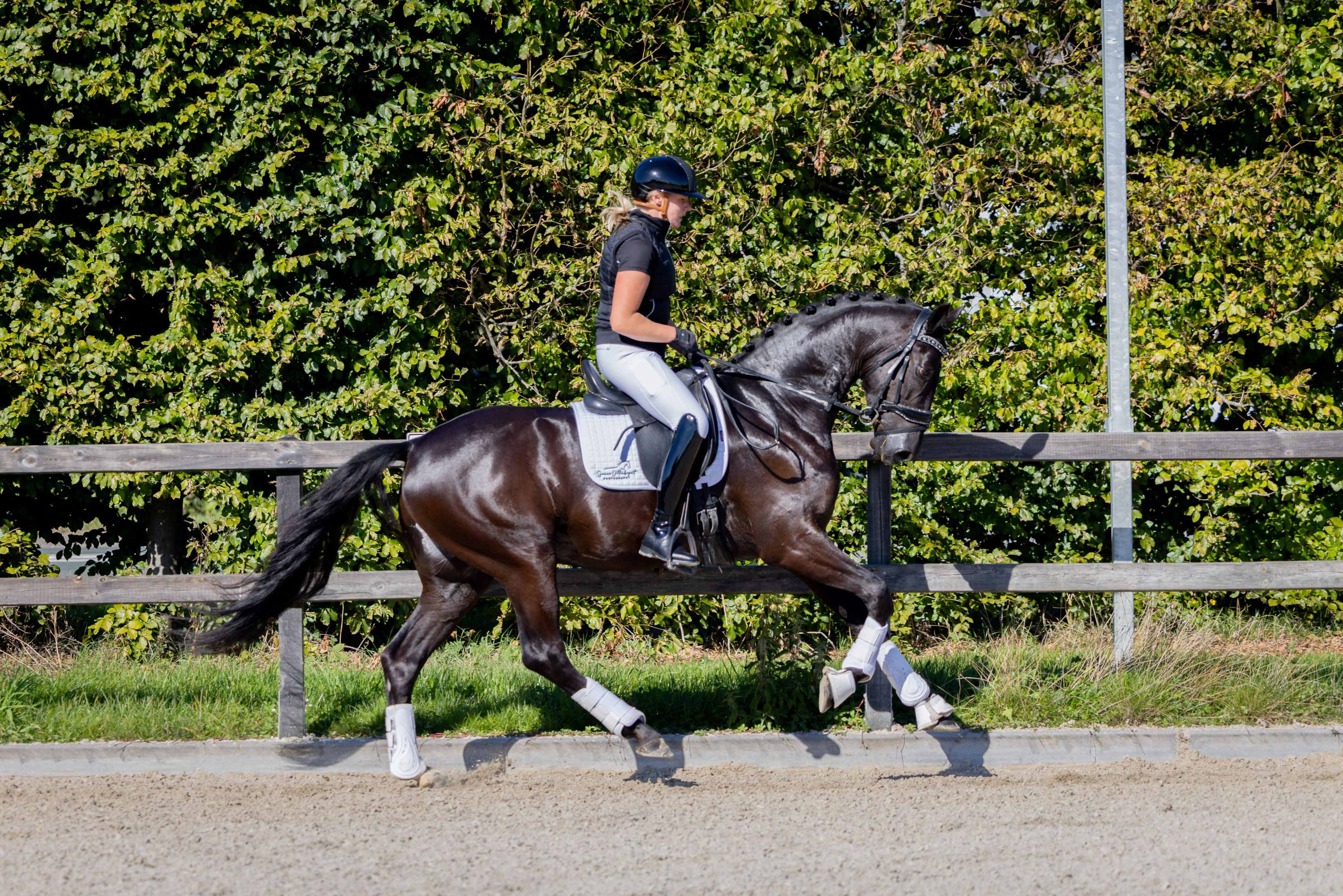 kwpn dressuurpaard ruin 3 jaar zwart te koop - Foto 6