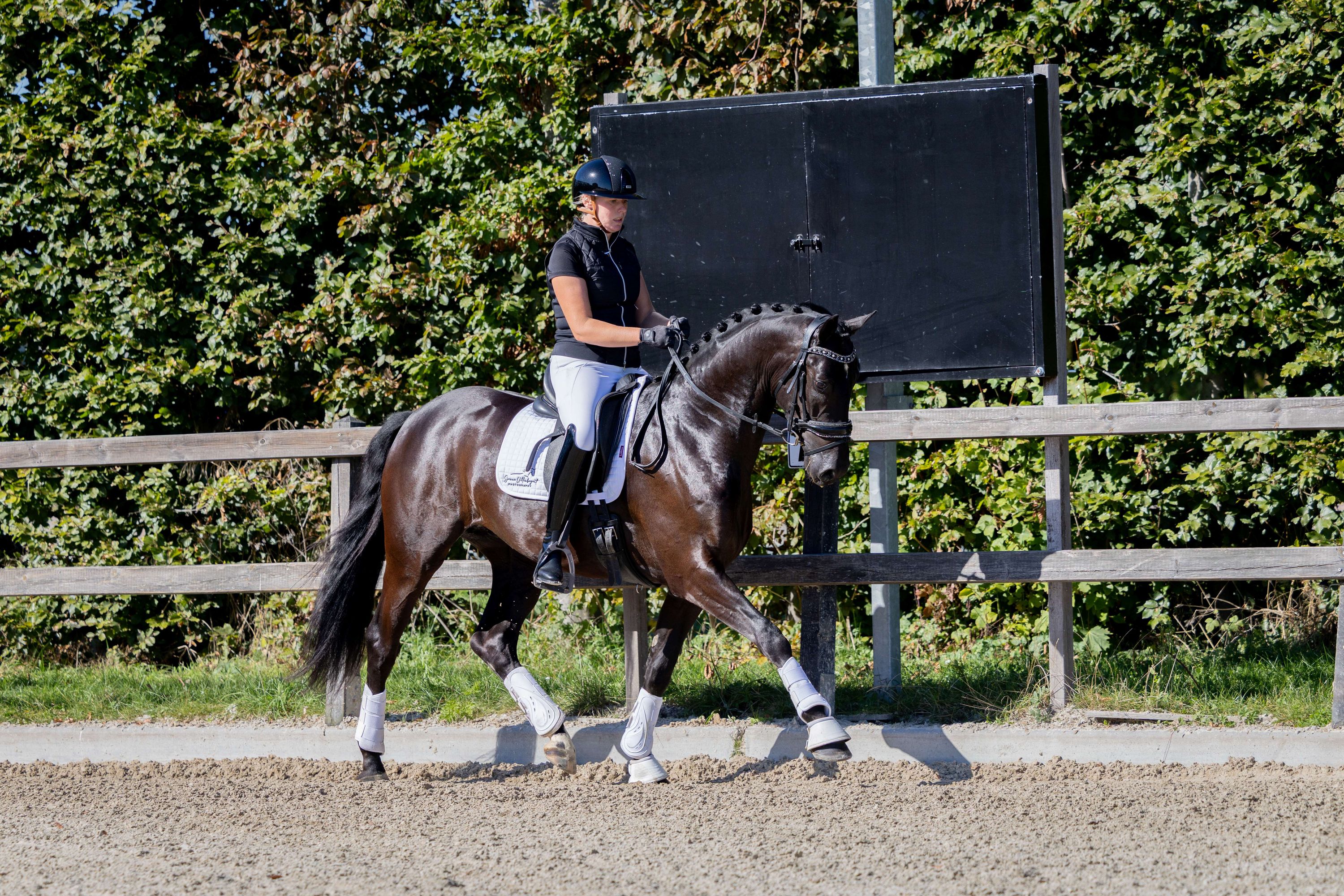 kwpn dressuurpaard ruin 3 jaar zwart te koop - Foto 4