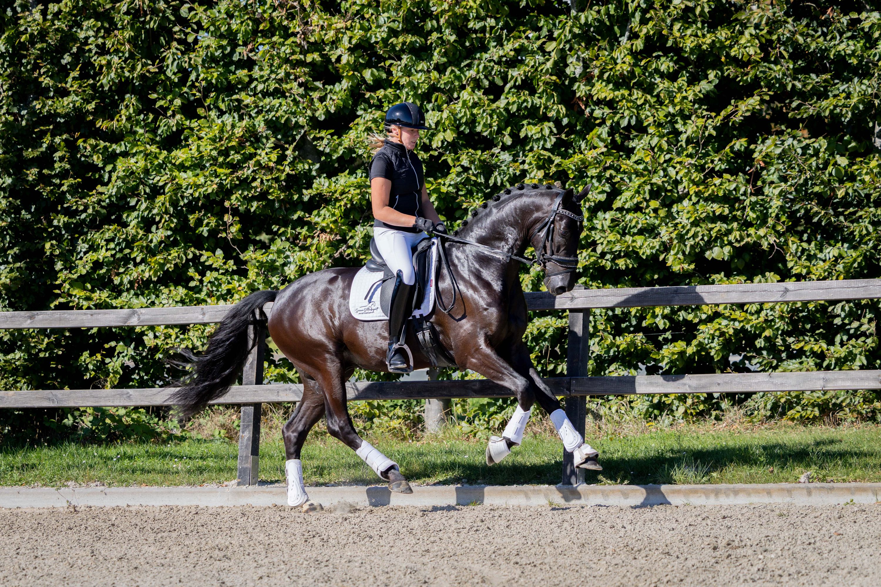 kwpn dressuurpaard ruin 3 jaar zwart te koop - Foto 5
