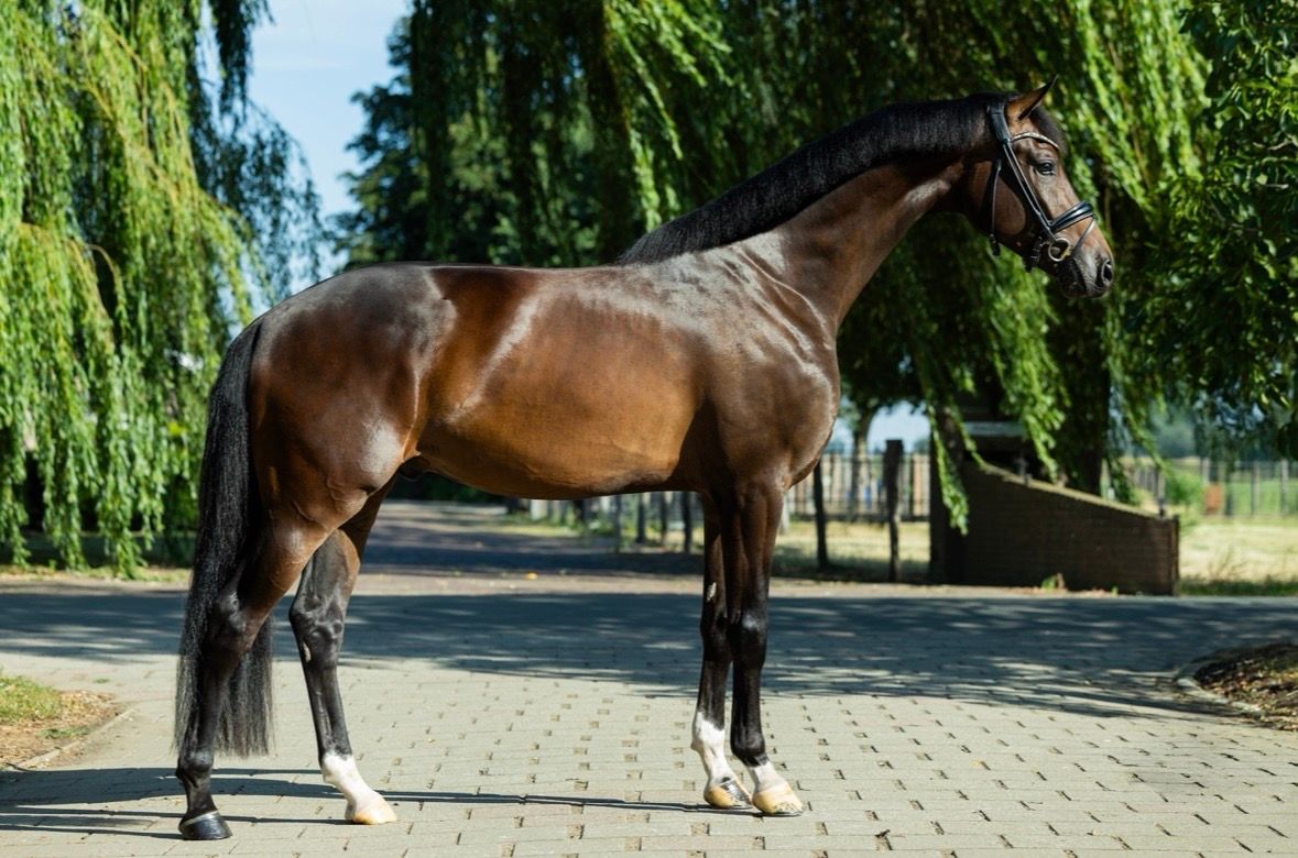 kwpn dressuurpaard ruin 3 岁 donkerbruin 出售 - 照片 2
