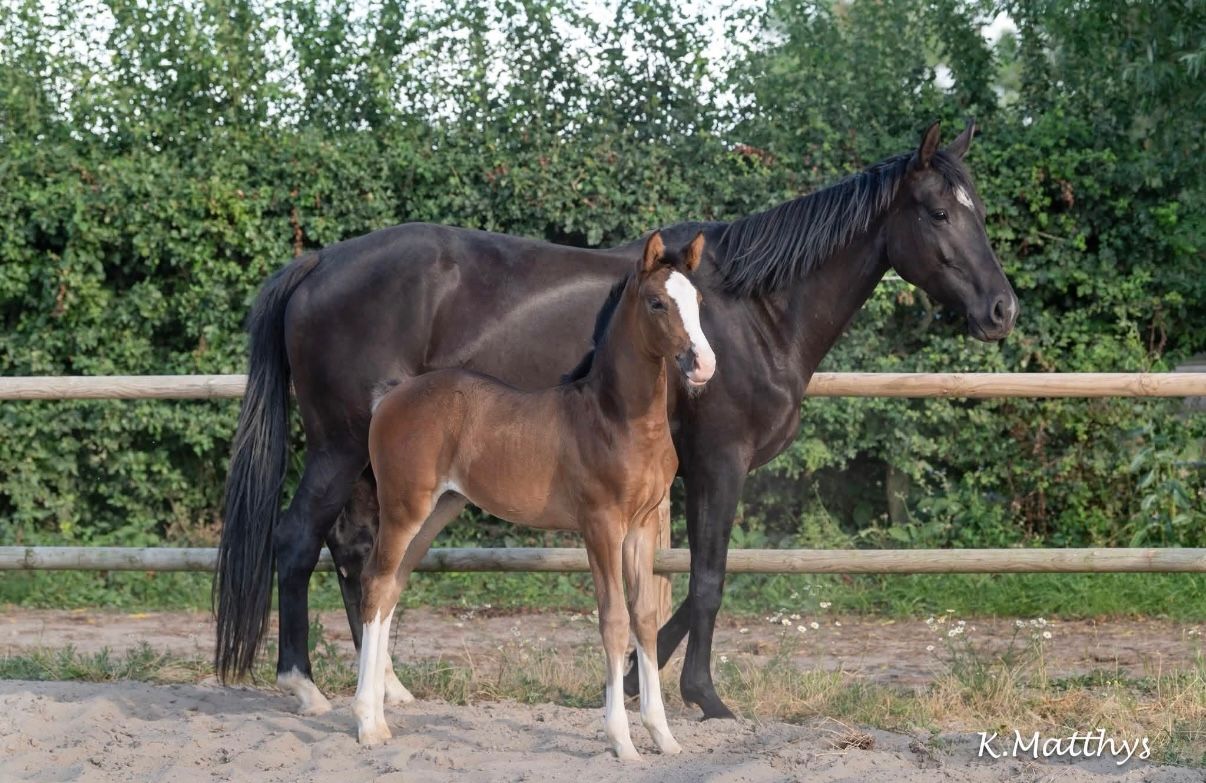 bwp dressuurpaard merrie 0 jaar bruin te koop - Foto 3