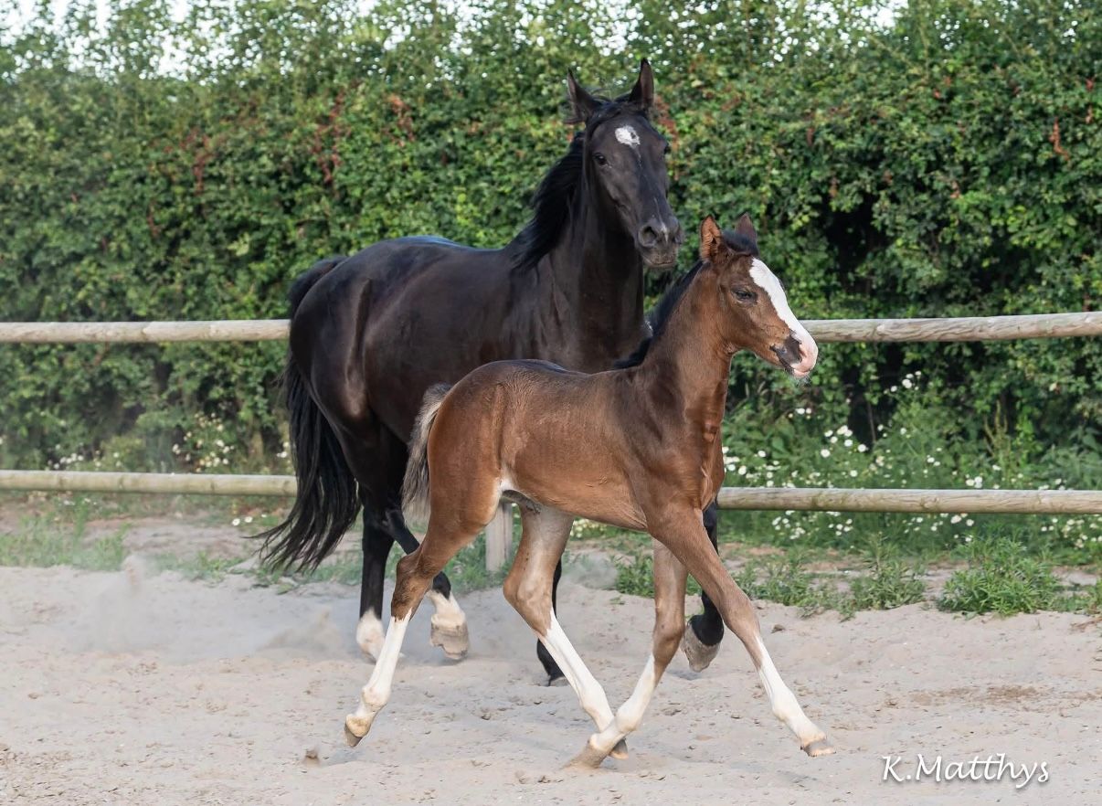 bwp dressuurpaard merrie 0 jaar bruin te koop - Foto 4