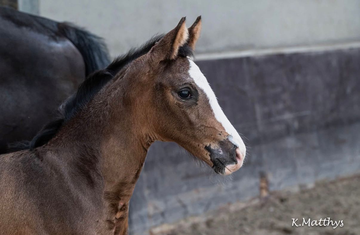 bwp dressuurpaard merrie 0 jaar bruin te koop - Foto 2