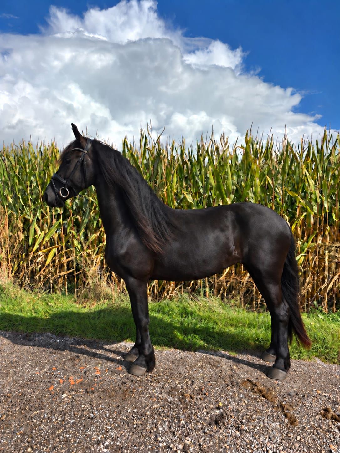 dressuurpaard merrie للبيع - صورة 2