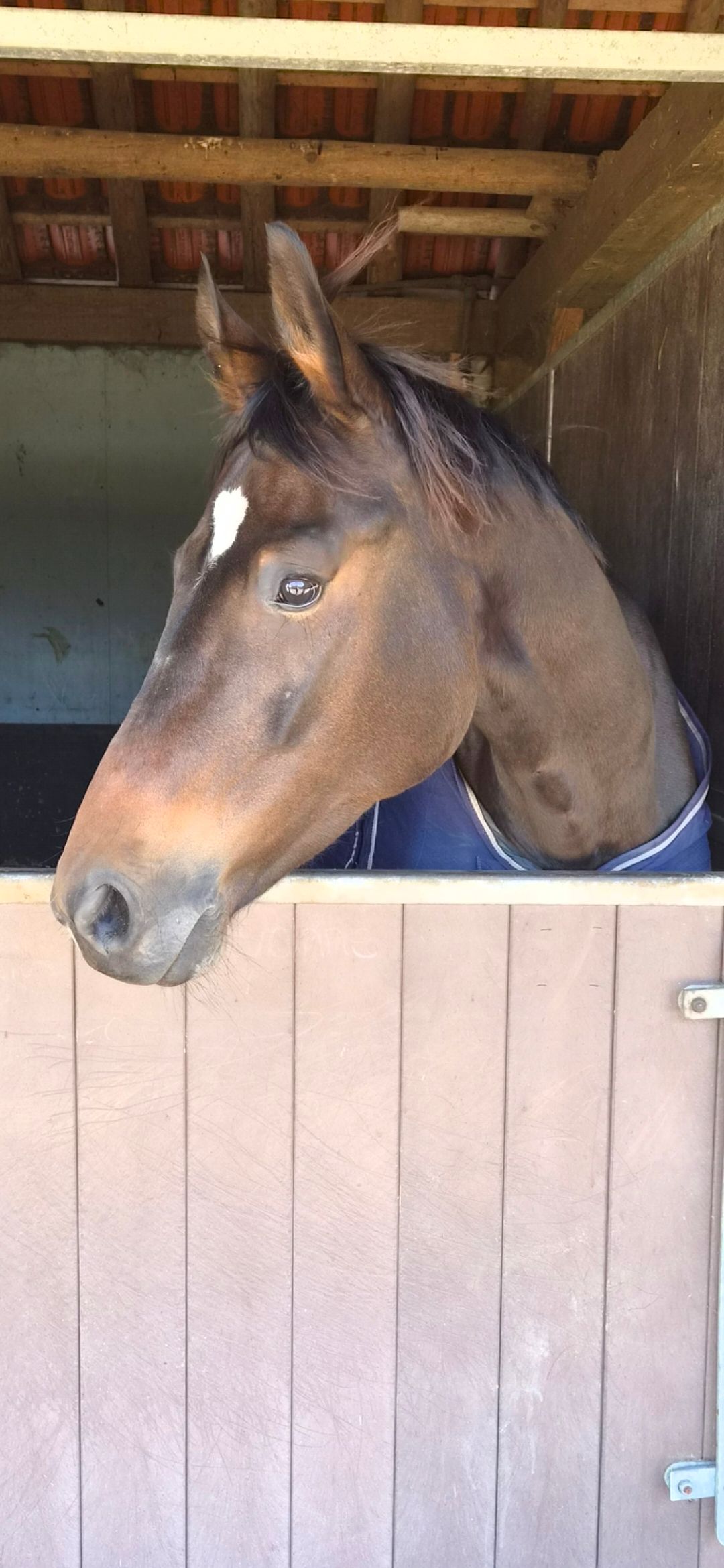 kwpn dressuurpaard merrie 5 jaar bruin te koop - Hoofdfoto