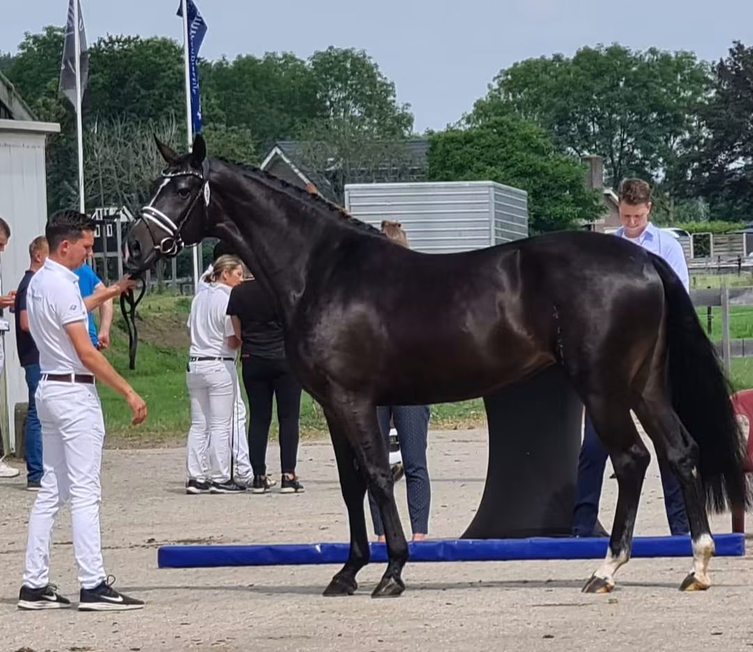 Elite broodmare from a top line.