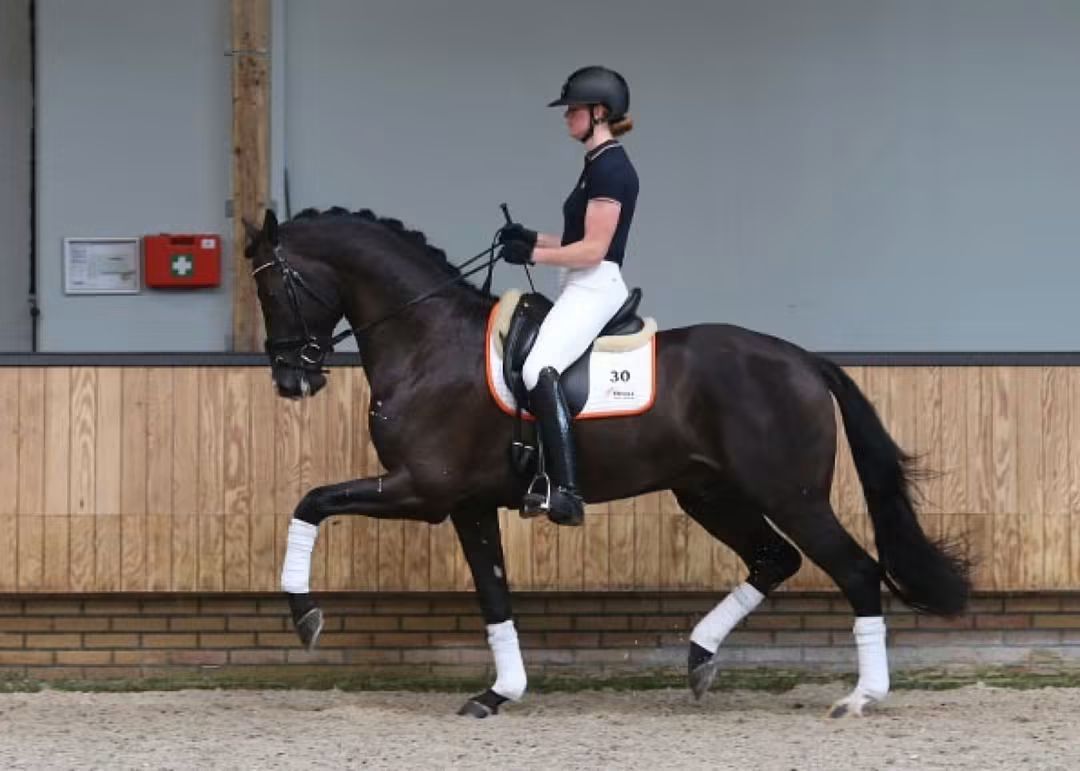 fokmerrie for sale - Photo 2