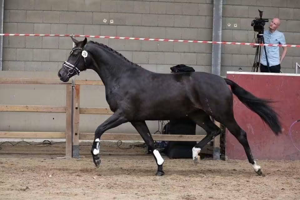 fokmerrie for sale - Photo 3