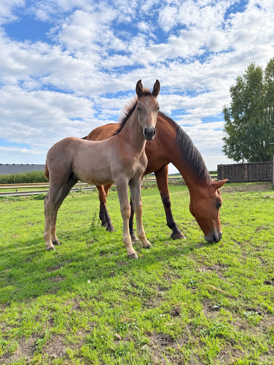 ⭐ Aansprekend hengstveulen For Treasure VDL × Zeus × Baloubet du Rouet ⭐