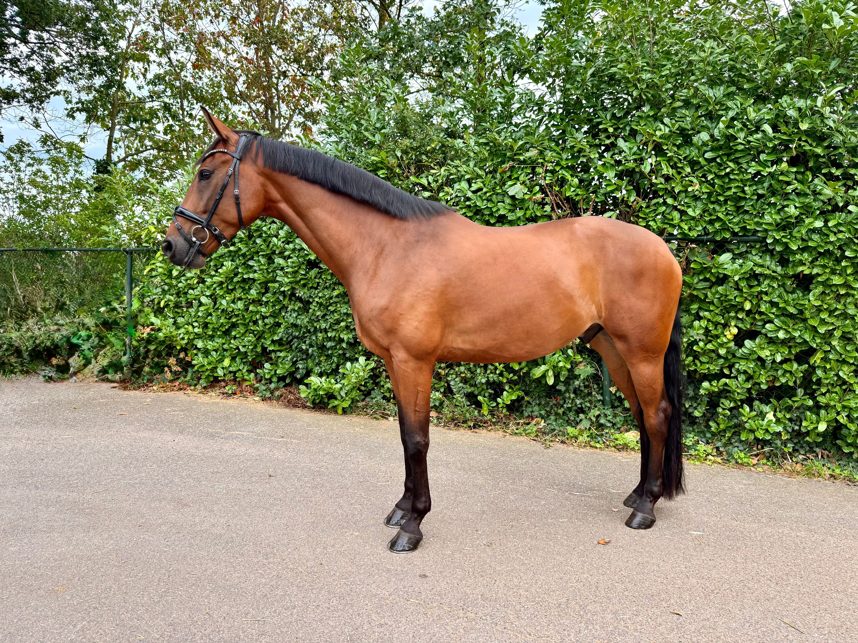 kwpn dressuurpaard ruin 5 years old bruin for sale - Photo 3