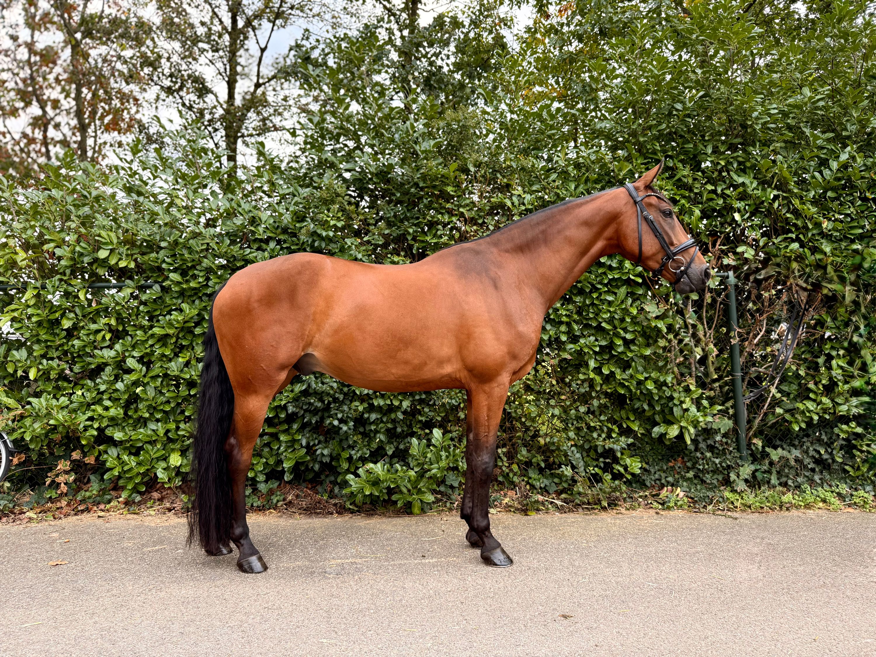 kwpn dressuurpaard ruin 5 years old bruin for sale - Photo 4