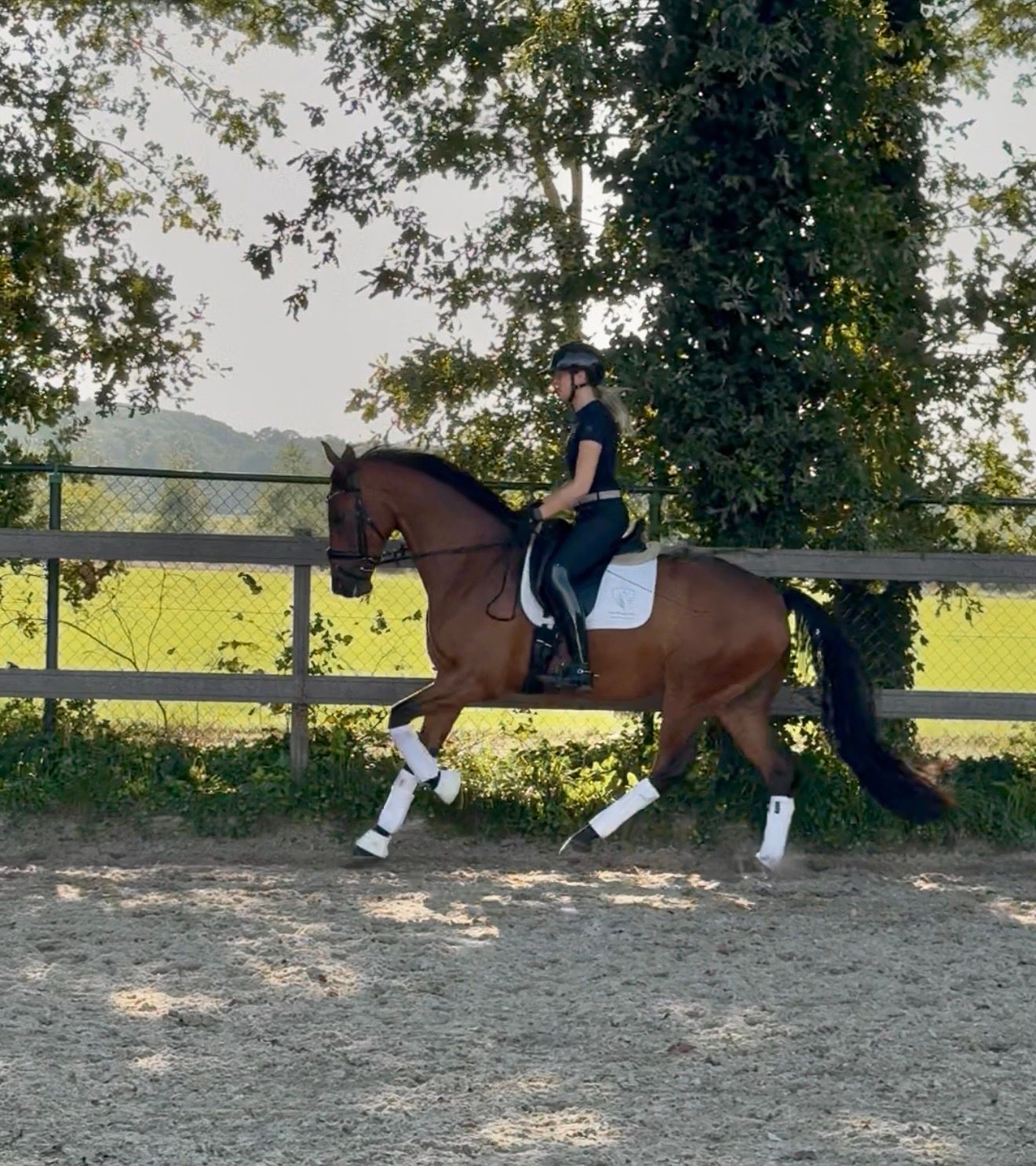 kwpn dressuurpaard ruin 5 years old bruin for sale - Photo 2