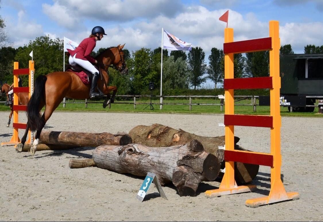 springpony merrie 8 سنوات bruin للبيع - صورة 5