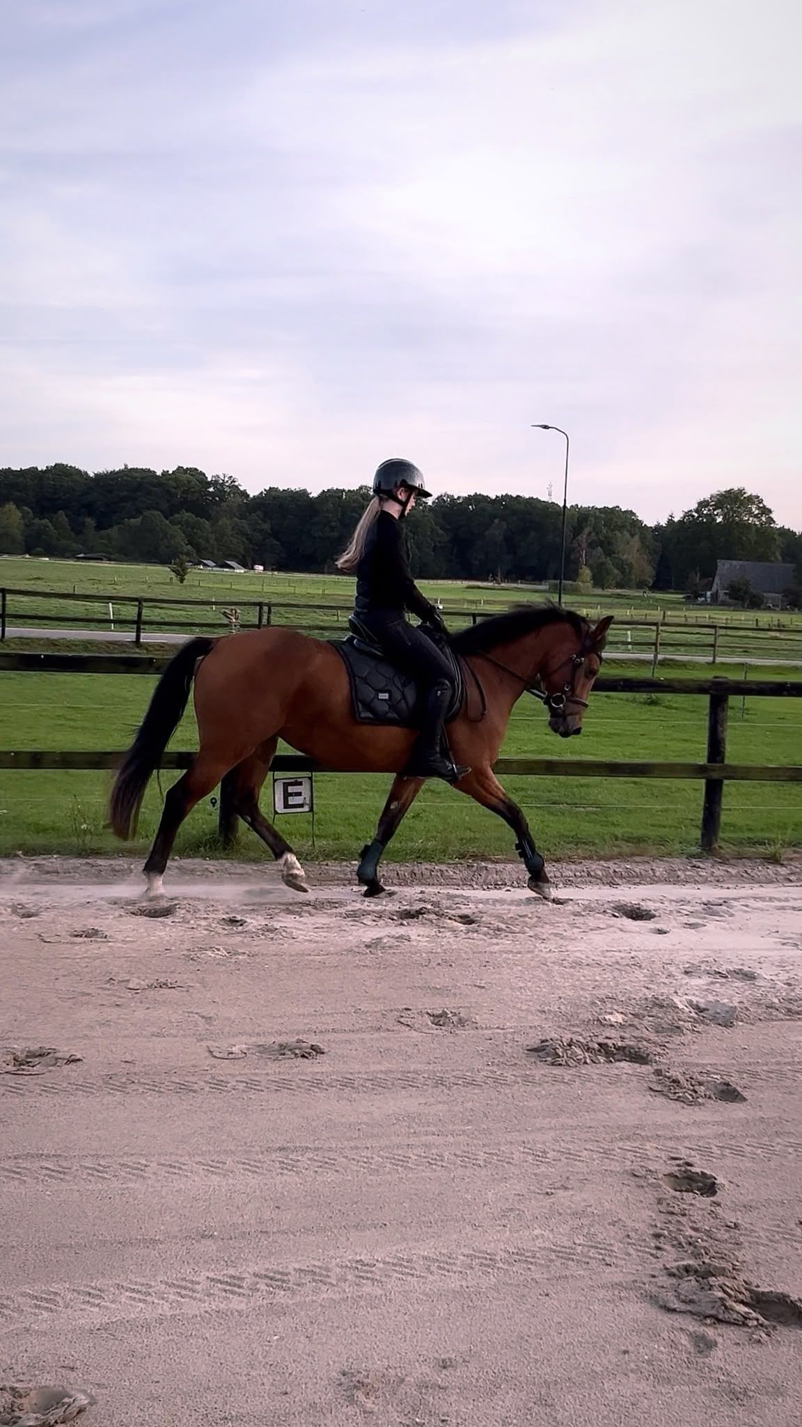 kwpn allround-pony merrie 3 岁 bruin 出售 - 照片 3