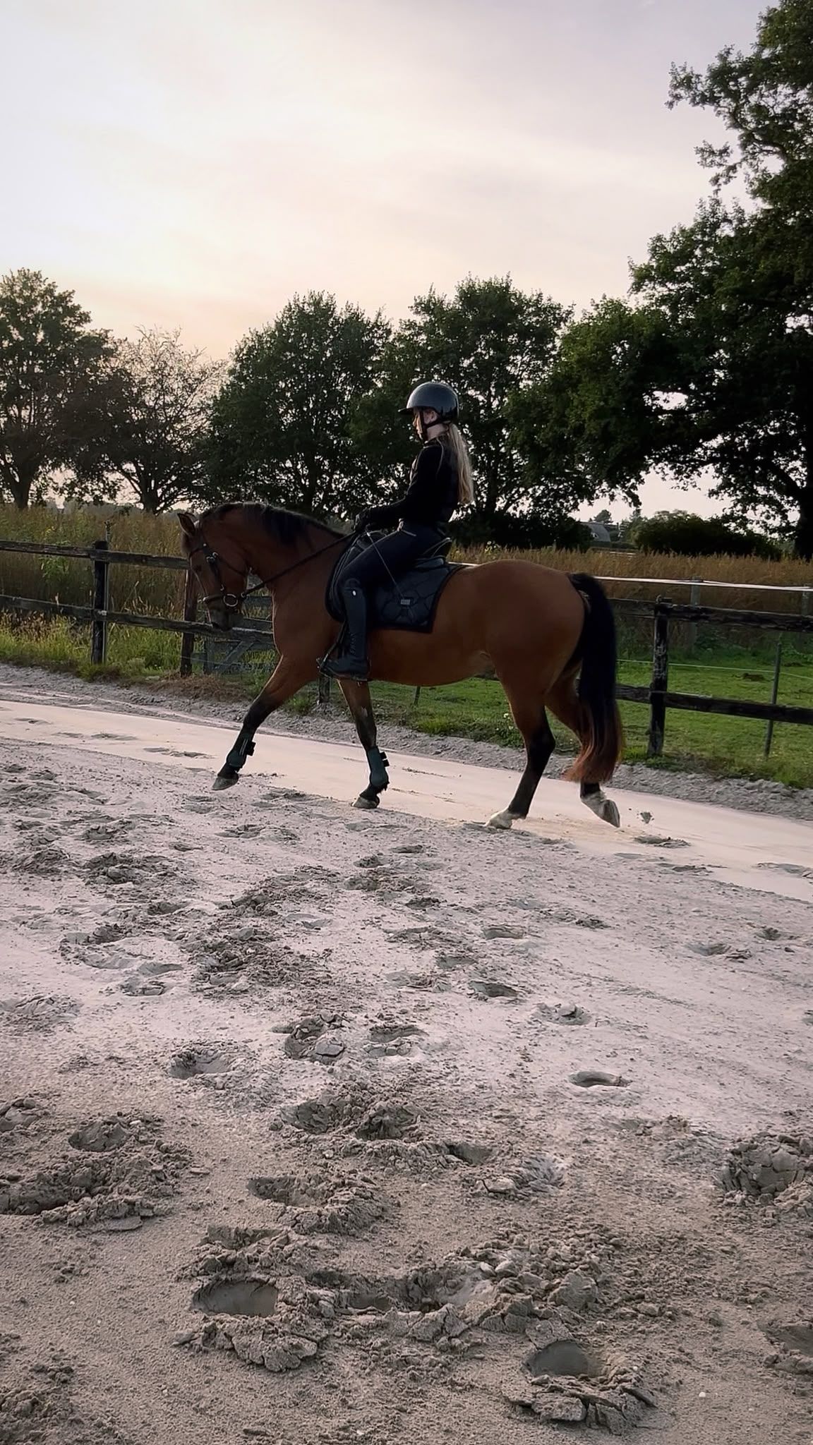 kwpn allround-pony merrie 3 岁 bruin 出售 - 照片 2