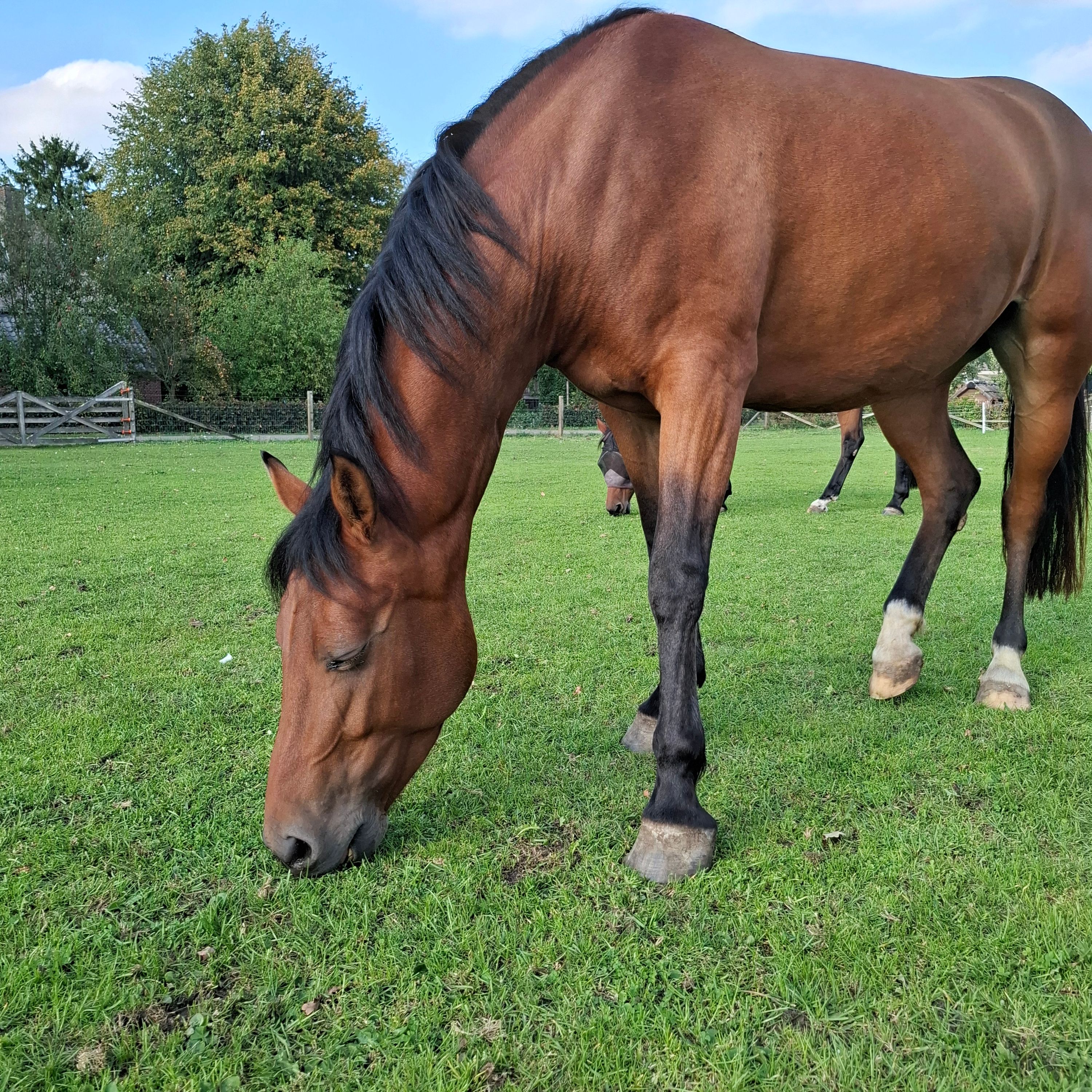 3.5岁 New forest x Alexandro P 母马，已试骑