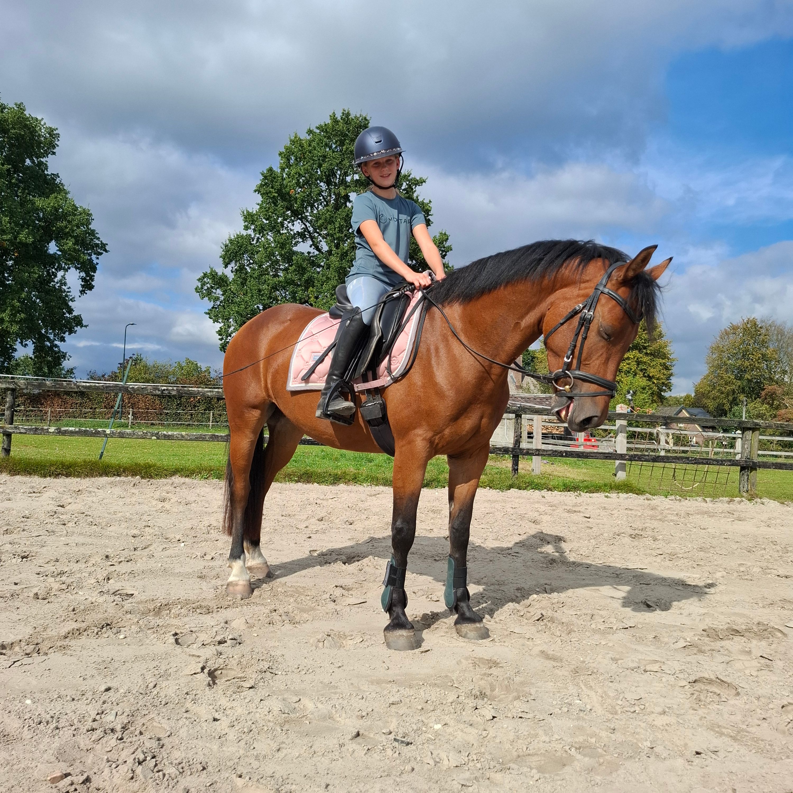 kwpn allround-pony merrie 3 岁 bruin 出售 - 照片 4