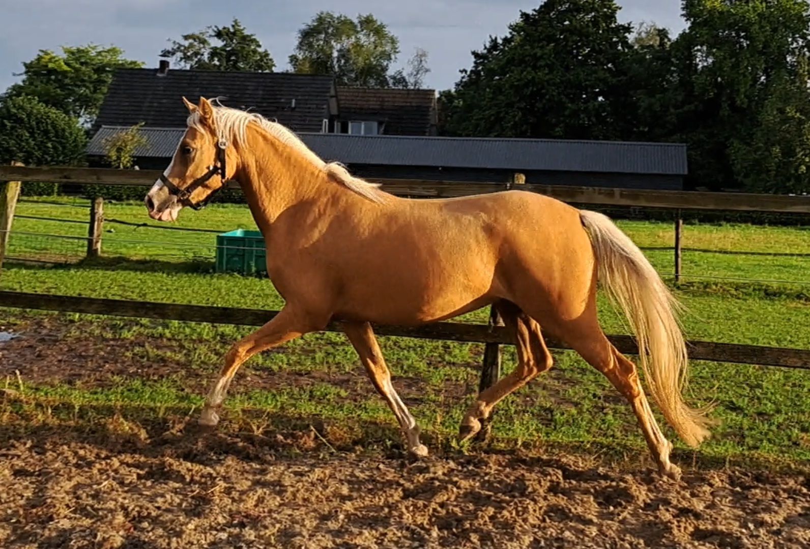welsh merrie 3 ετών palomino προς πώληση - Φωτογραφία 5
