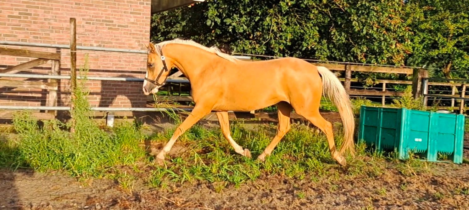 welsh merrie 3 ετών palomino προς πώληση - Φωτογραφία 3