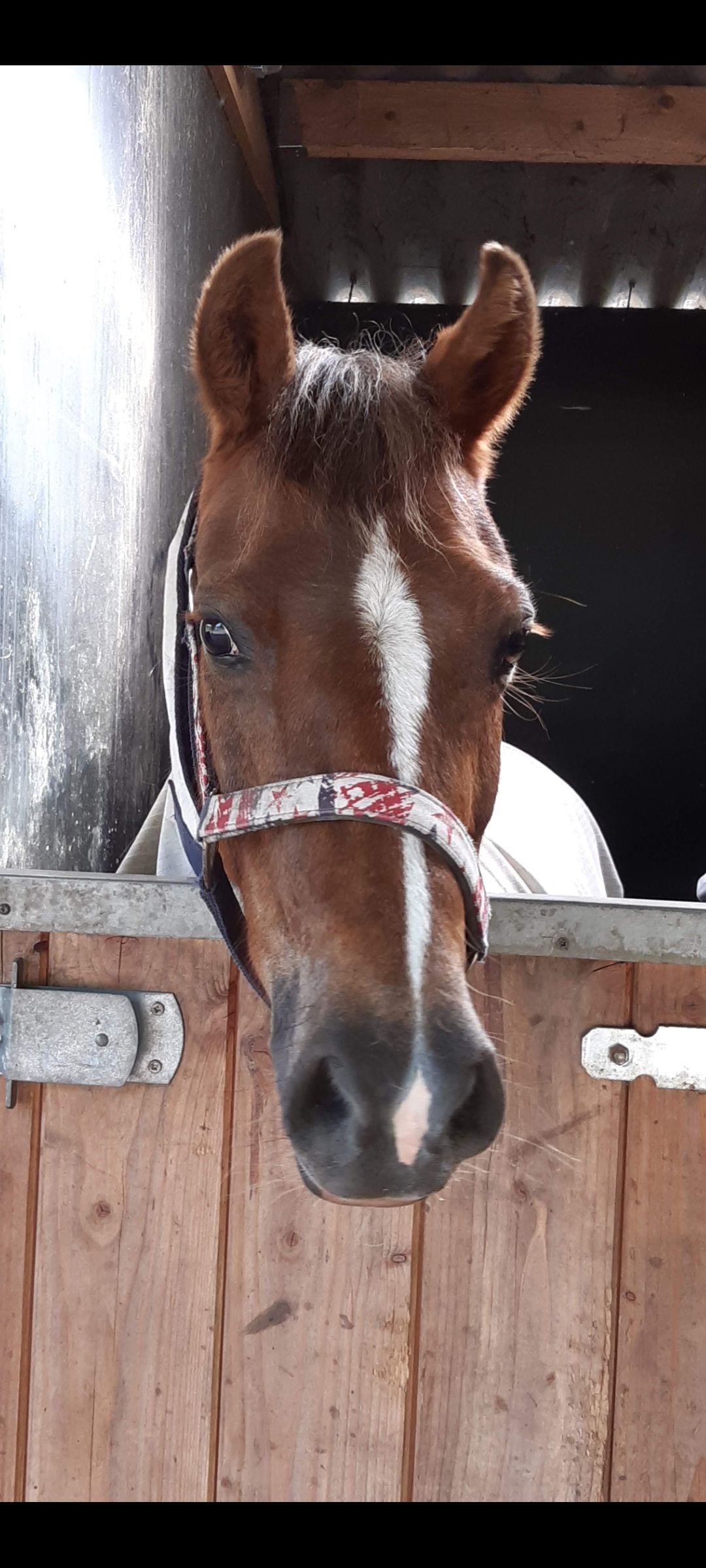 welsh allround-pony merrie 17 ετών vos προς πώληση - Φωτογραφία 5